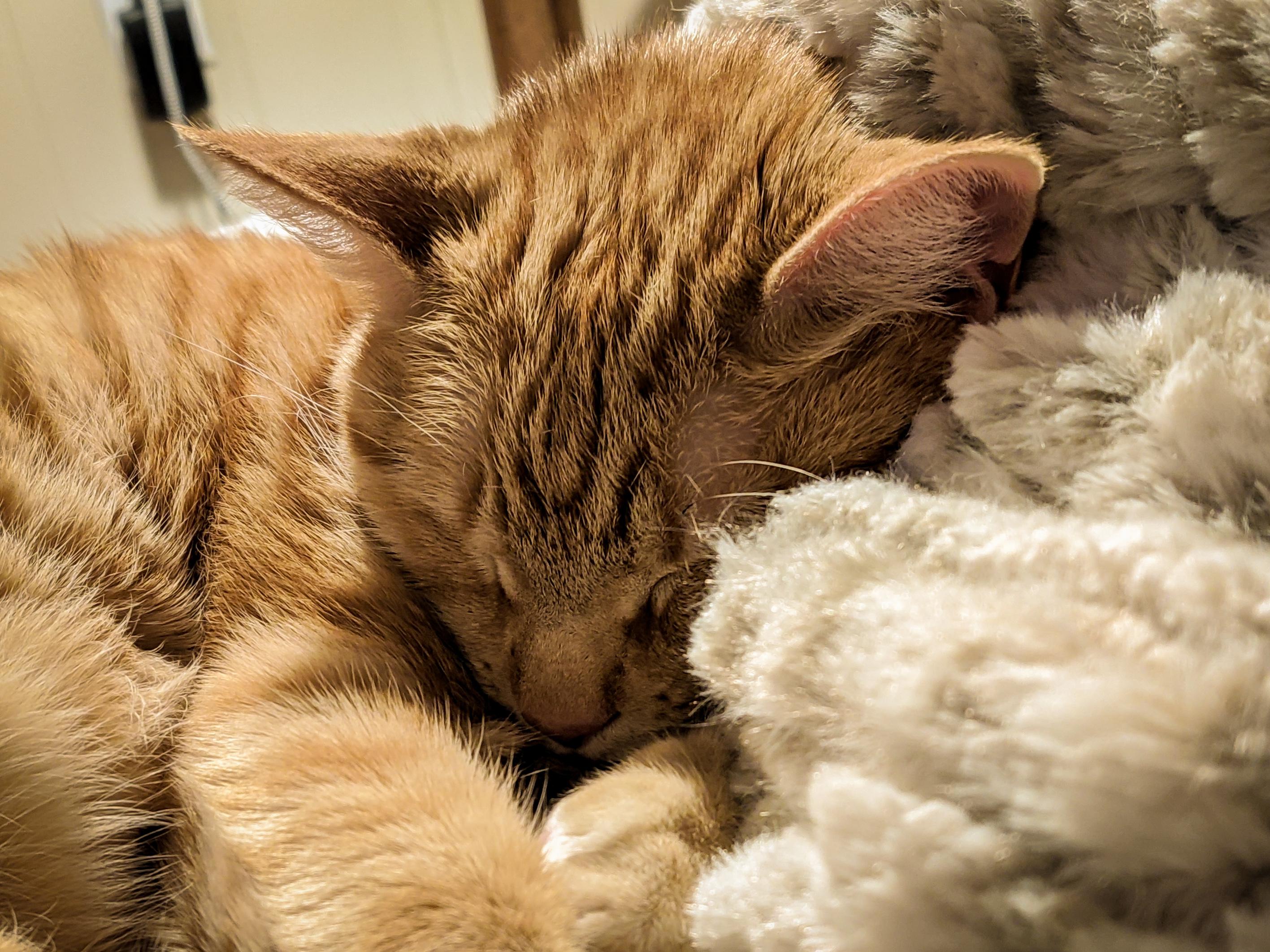 Got a new fuzzy blanket... Oliver approves. r/cats