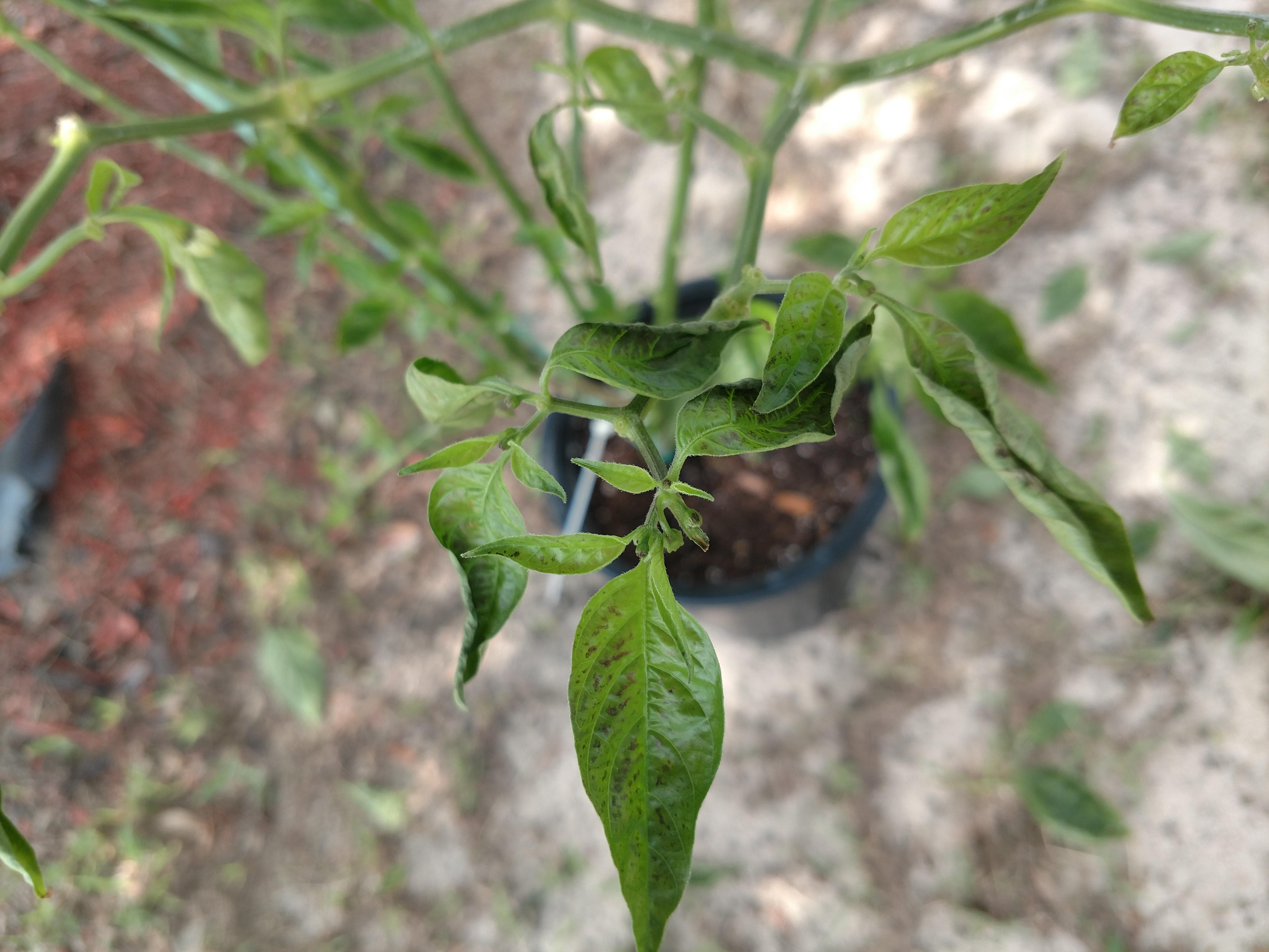 What Is Causing This Damage To My Pepper Plant Leaves Is