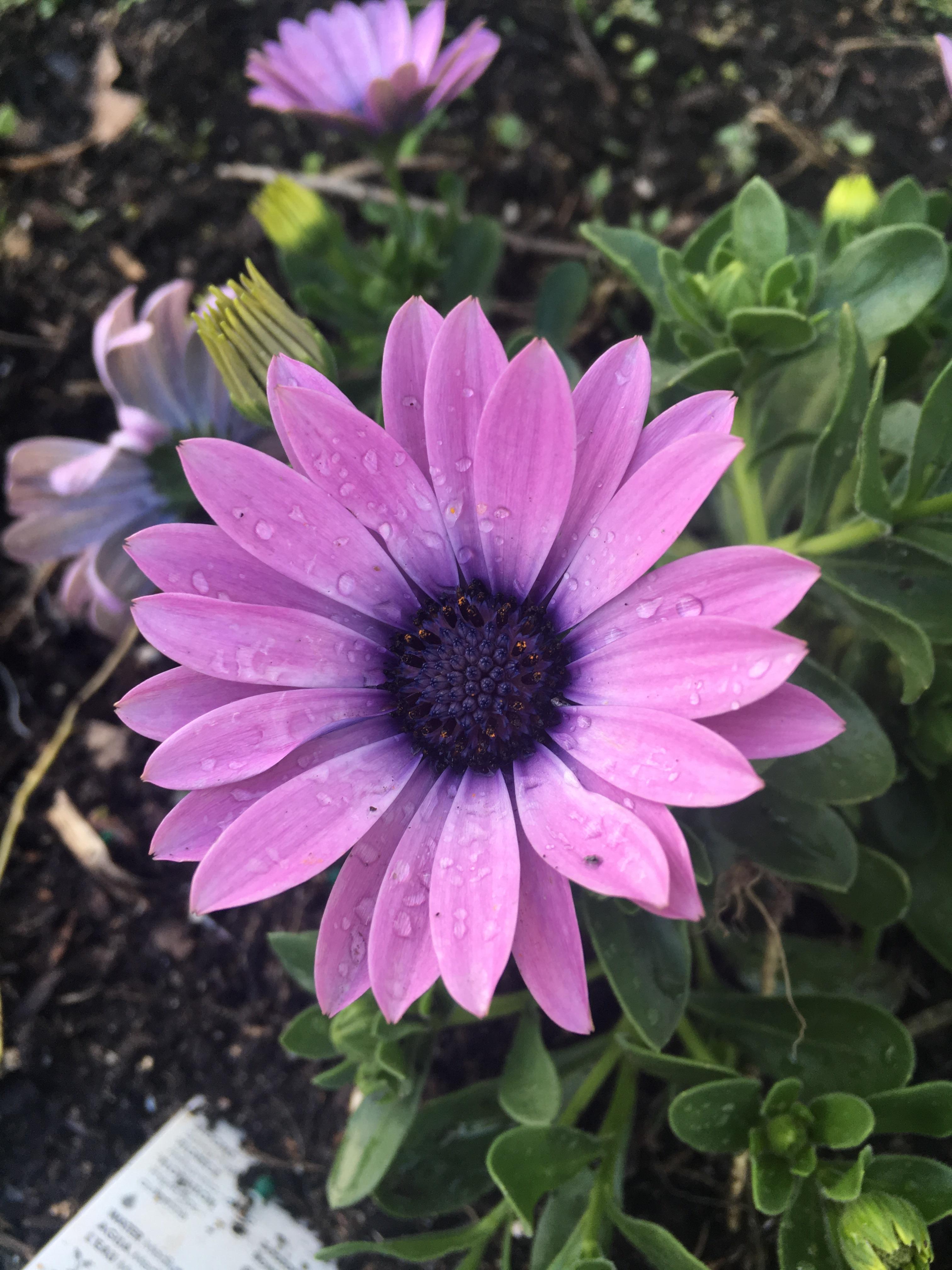 My beautiful purple daisies after a bit of morning rain r/gardening