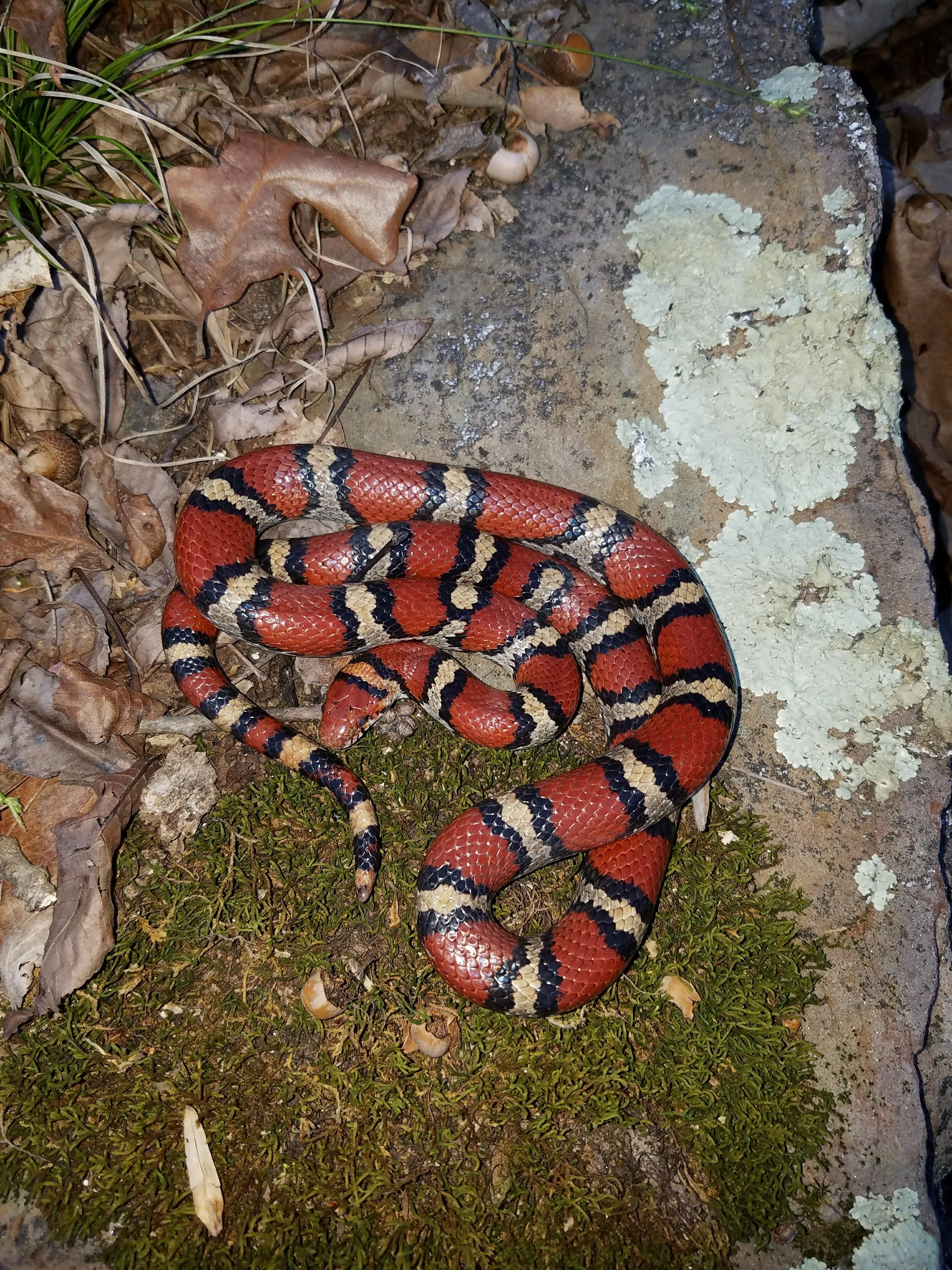Incredible Red Milk Snake (Wild Caught) r/snakes
