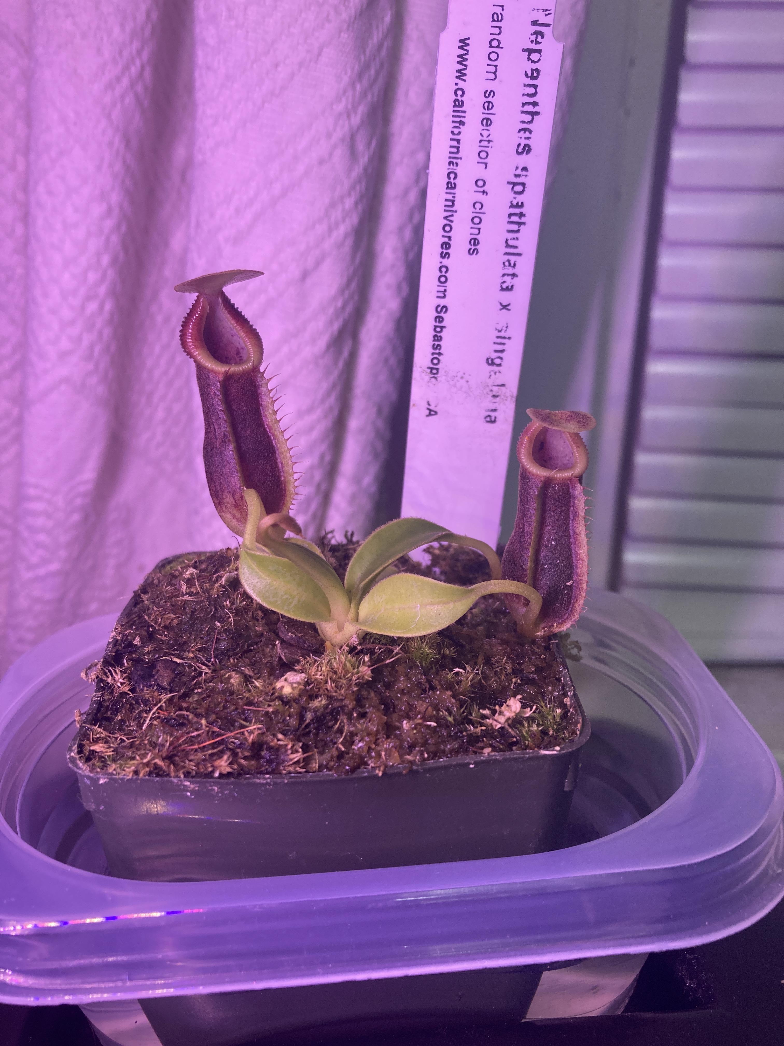 My first nepenthes. I have a grow light next to it and it stays fairly