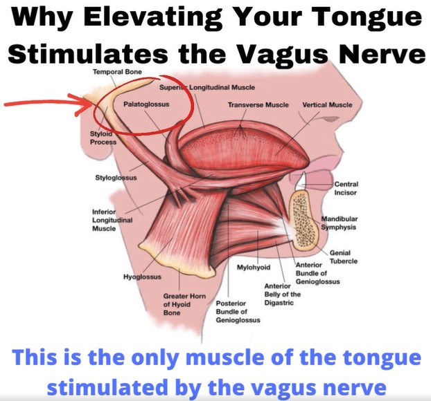Vagus nerve and tongue position sleepapneaandwomen