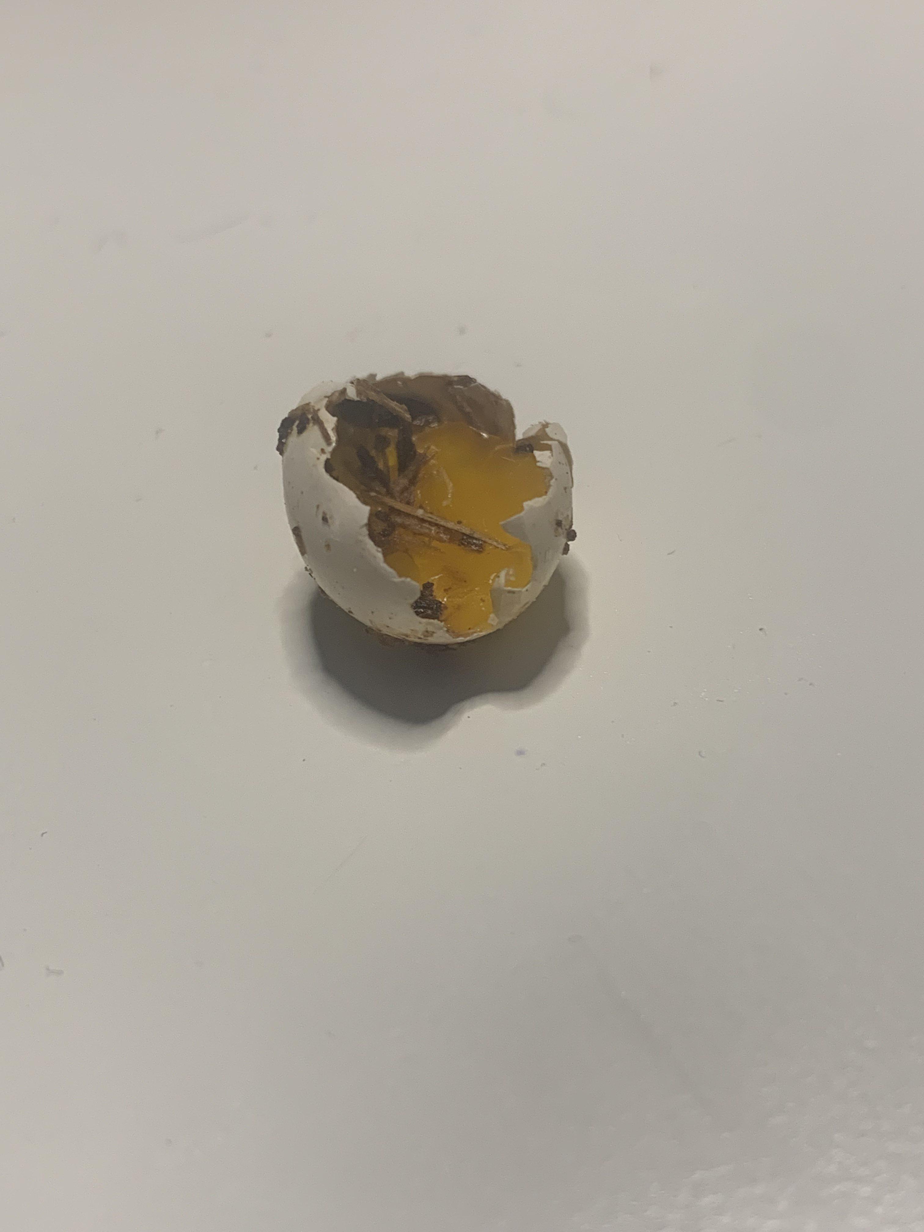 Why did my budgies break their own egg? ( r/budgies