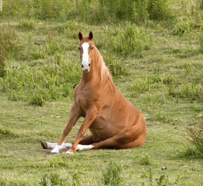 Horse sitting down r/pics