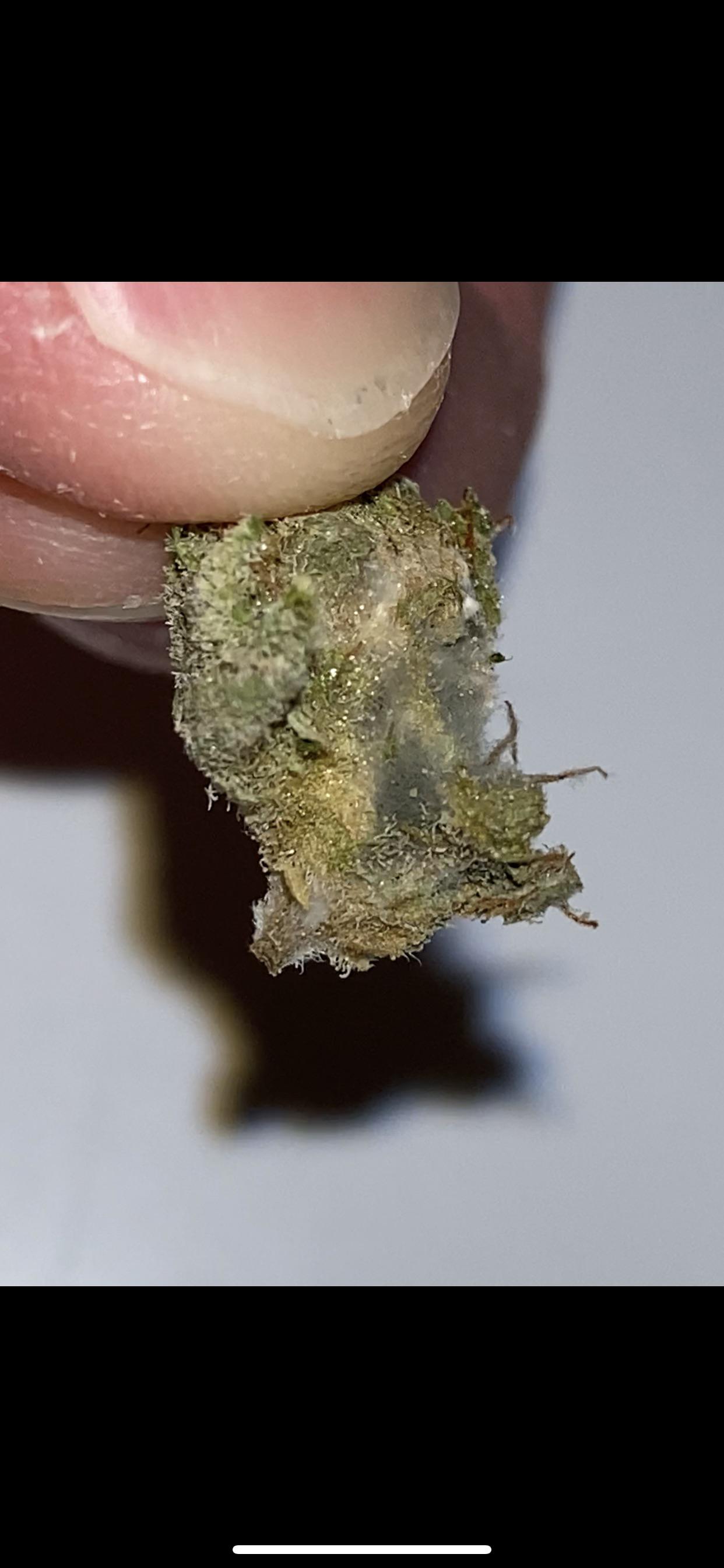 Moldy Mandelo bud from Grow Healthy ( can I exchange my 8th? r