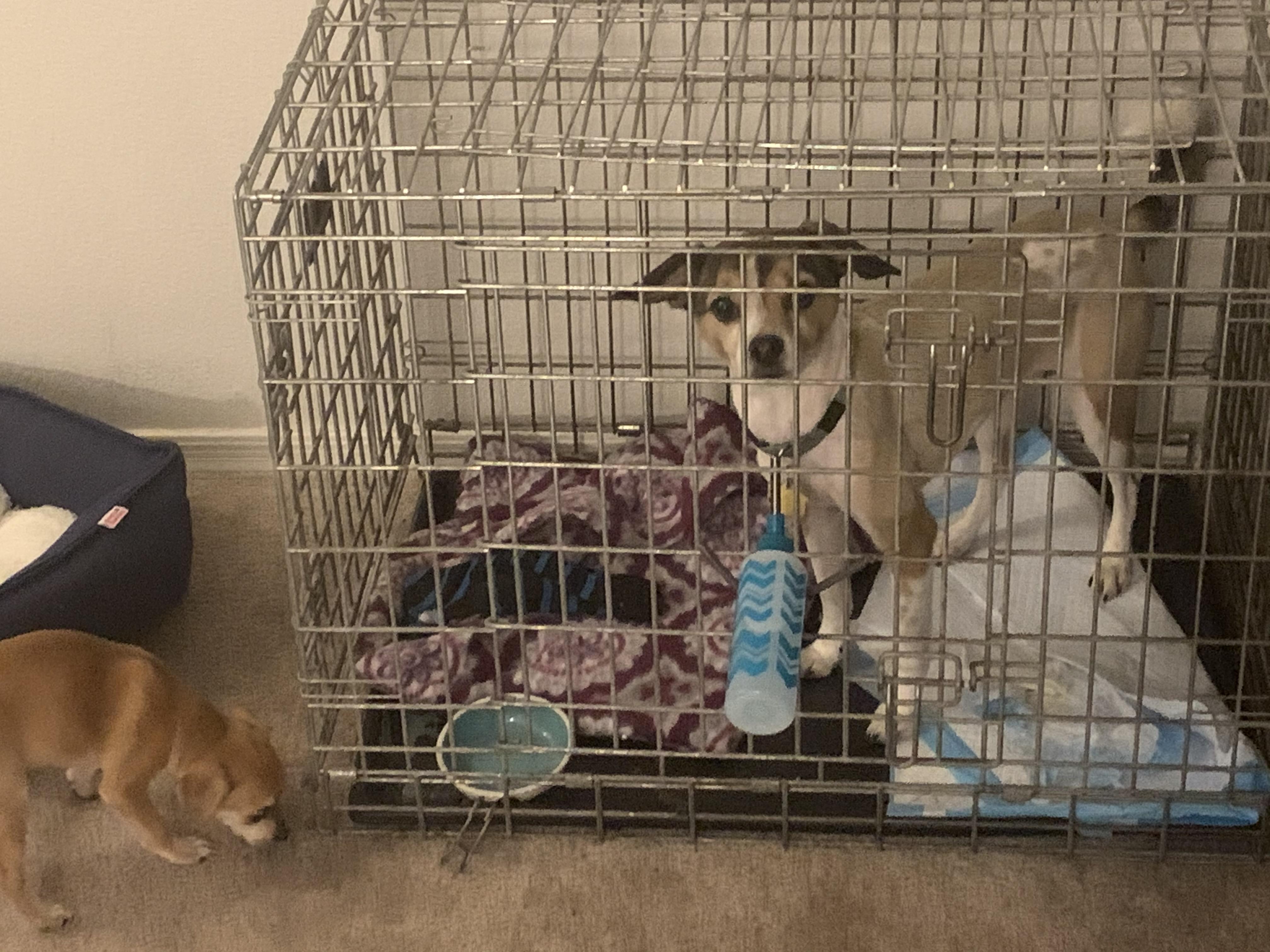 I hopped into the puppies kennel to eat her food. Now the puppy is on the outside and I’m locked