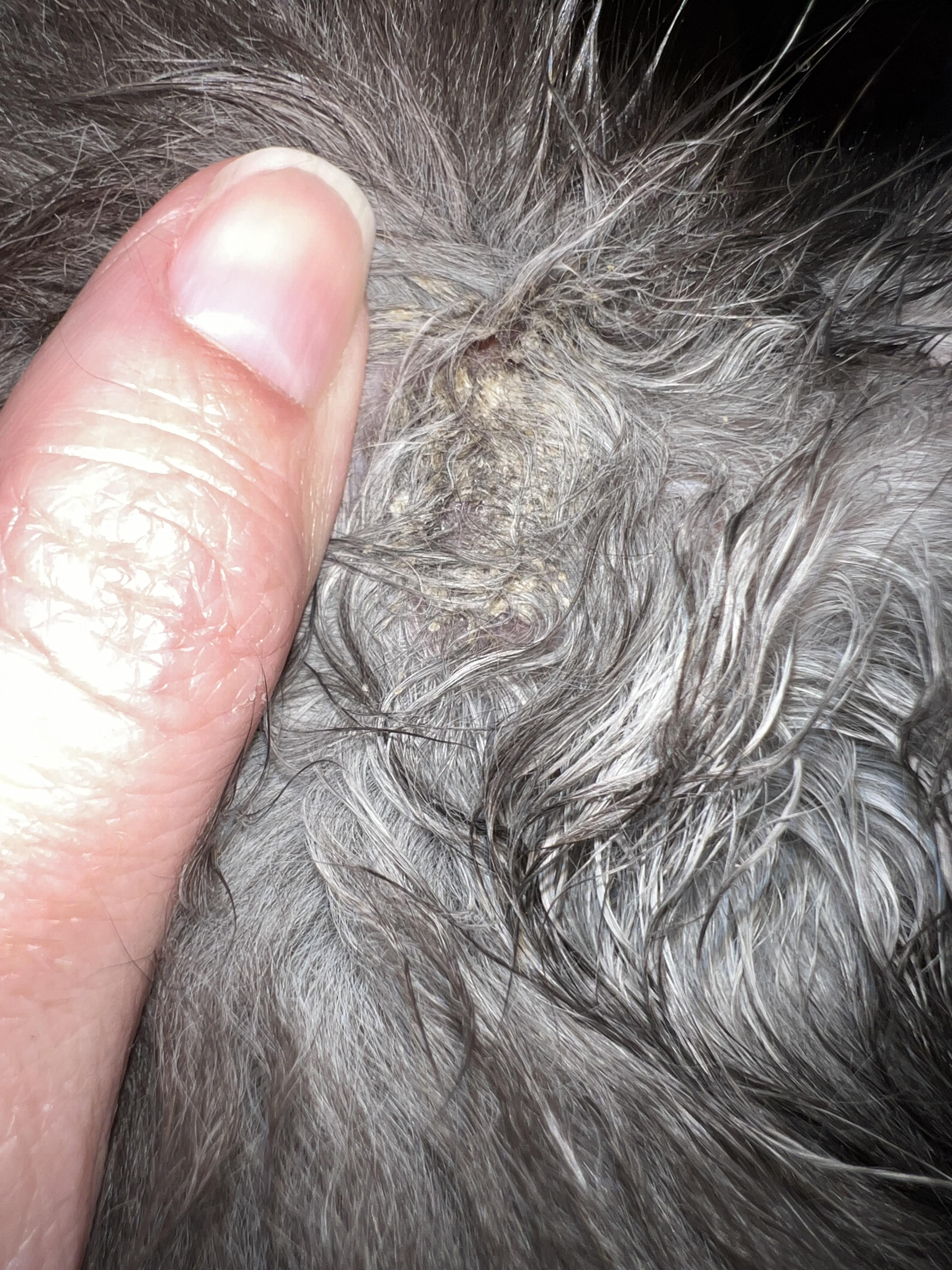 Flacky spot behind cats ear. What could this be? No hair loss. Not