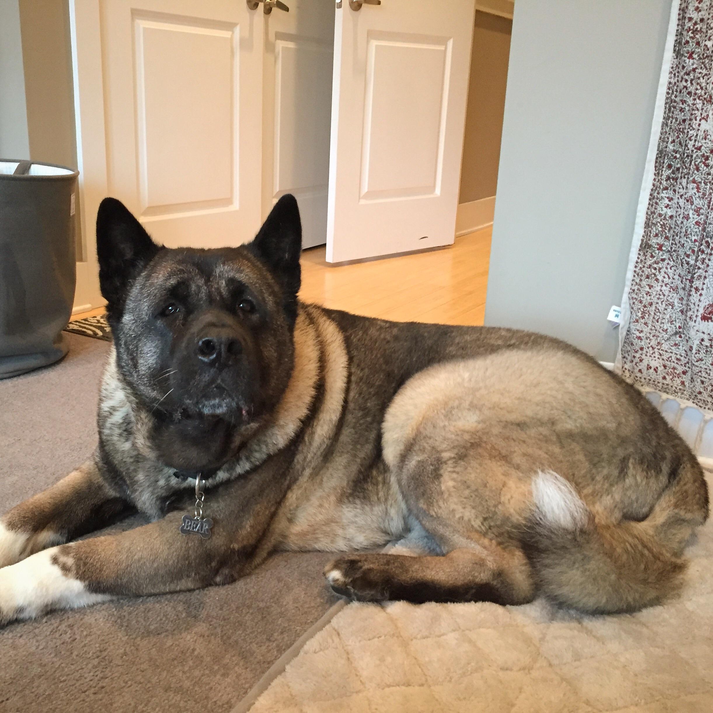 My big Bear r/dogpictures