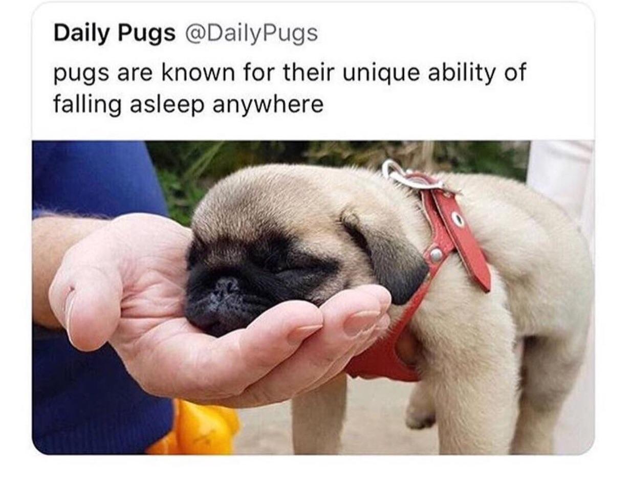 A very important fact about pugs every pug owner should know r/pugs
