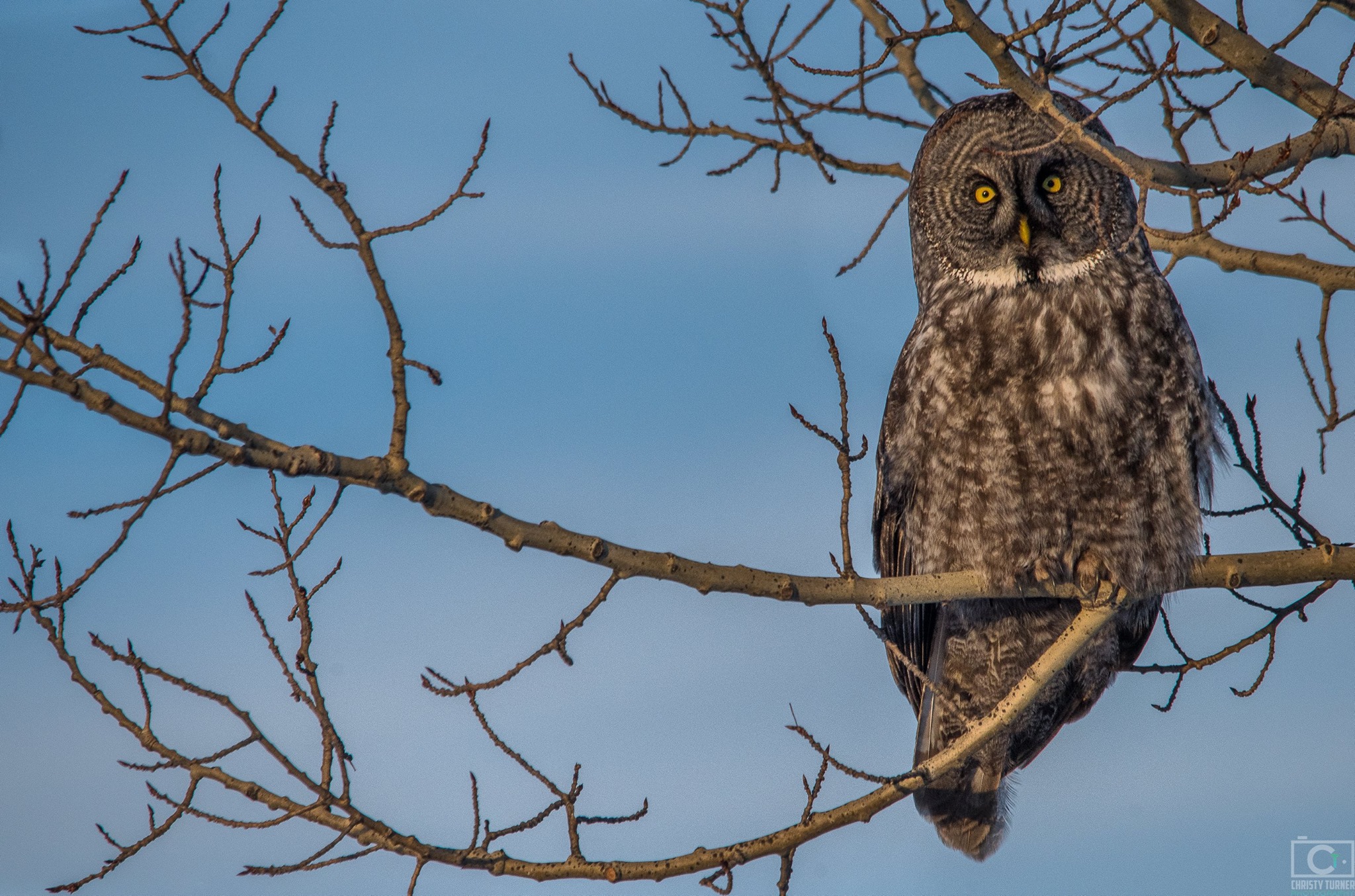 "The Phantom of the North" a beauty of a great grey Owl in Alberta