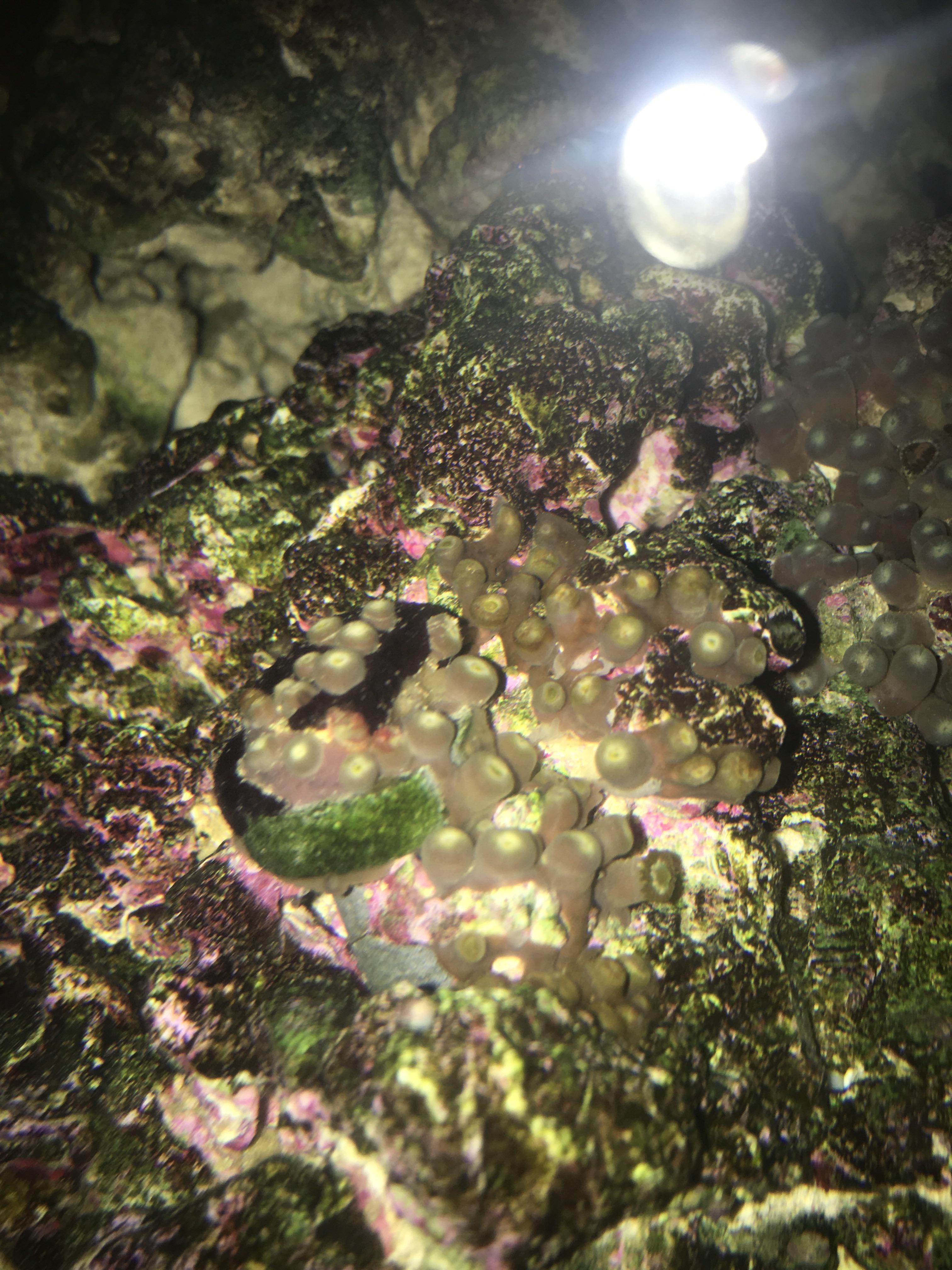 Some of these zoas look like they have a dark brown base with some kind