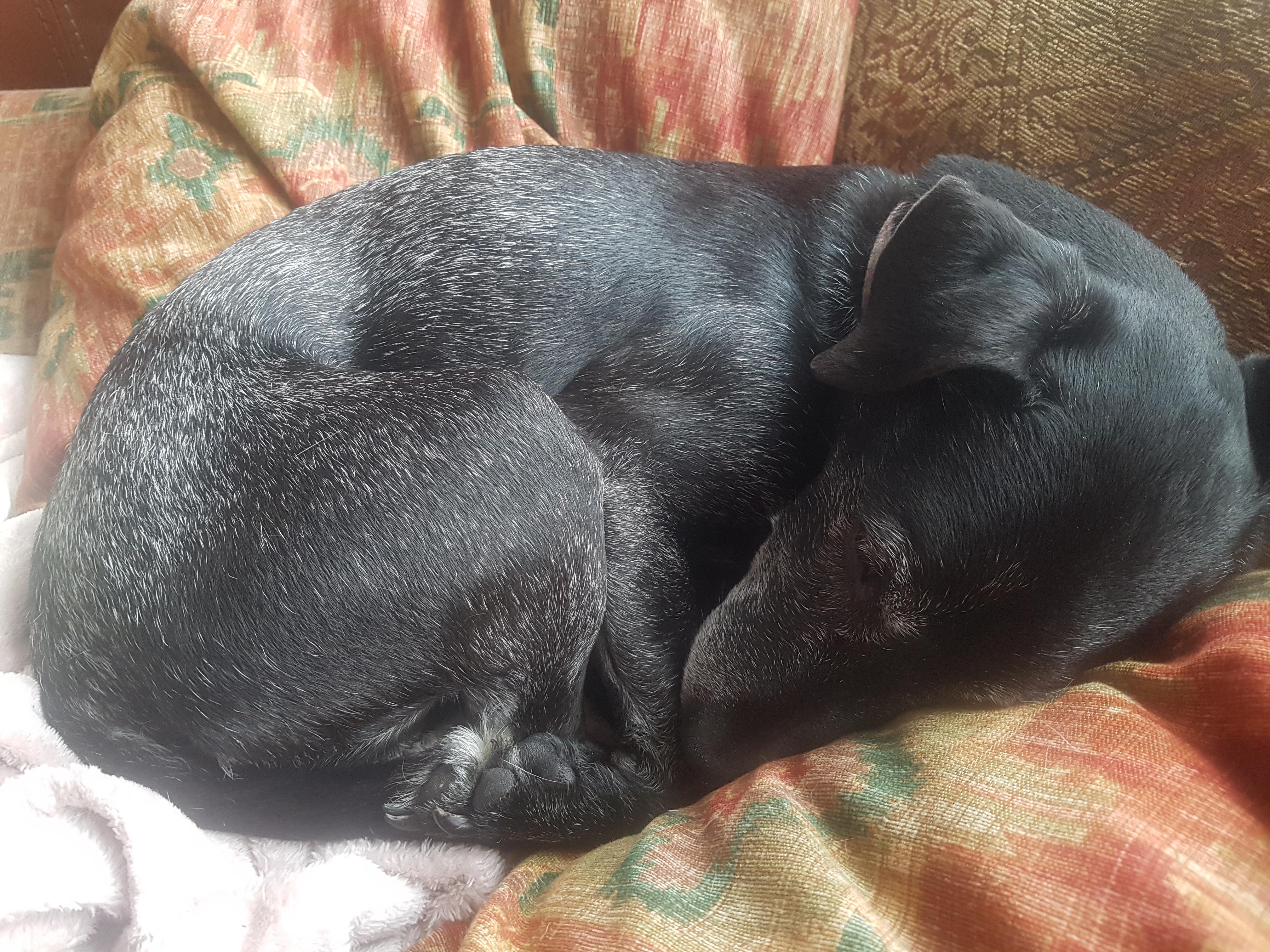 Hello reddit this is my 10 year old dog Goober hope you like him r/aww