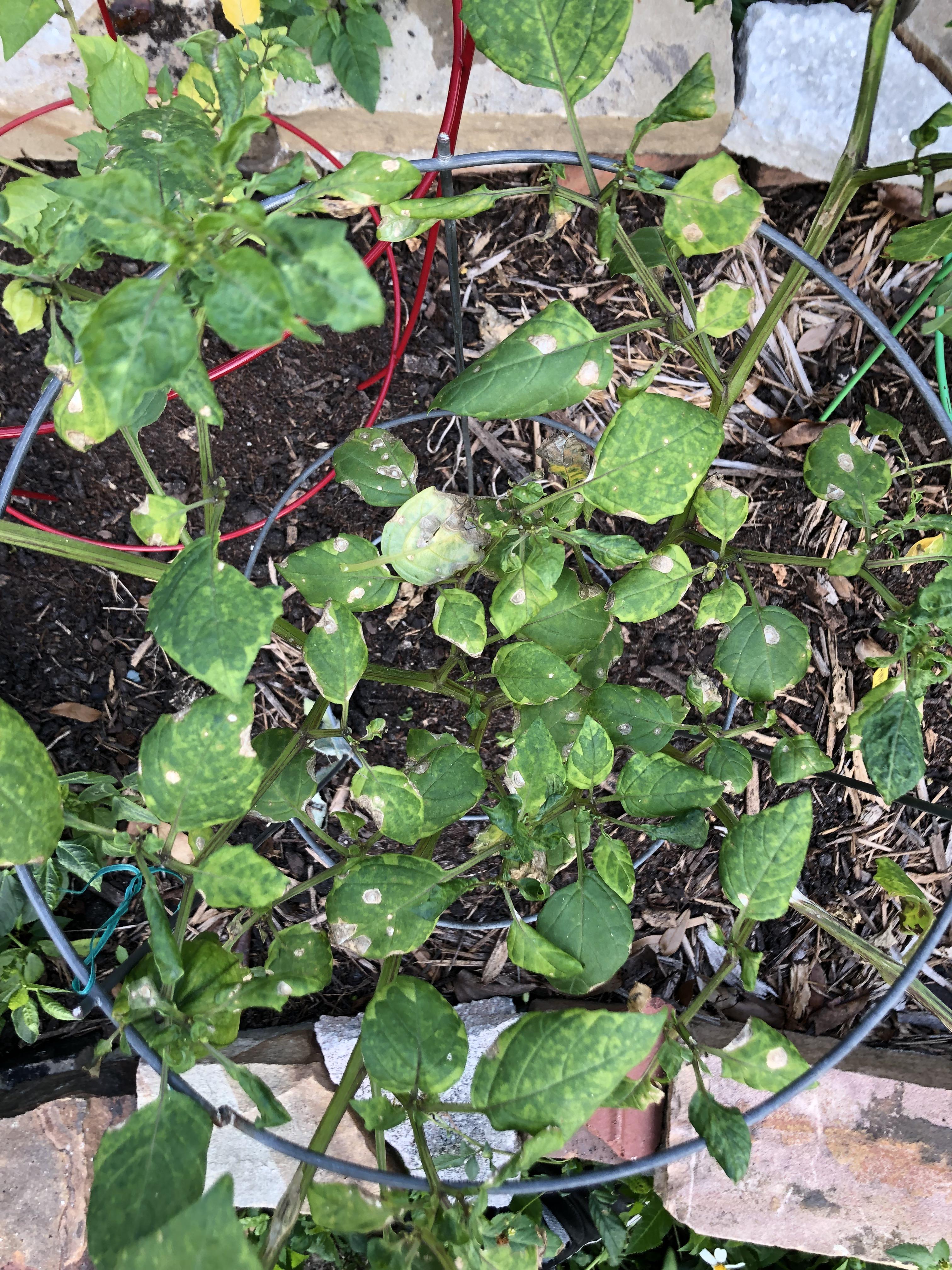 What are my tomatillo leaves trying to tell me with these brown spots