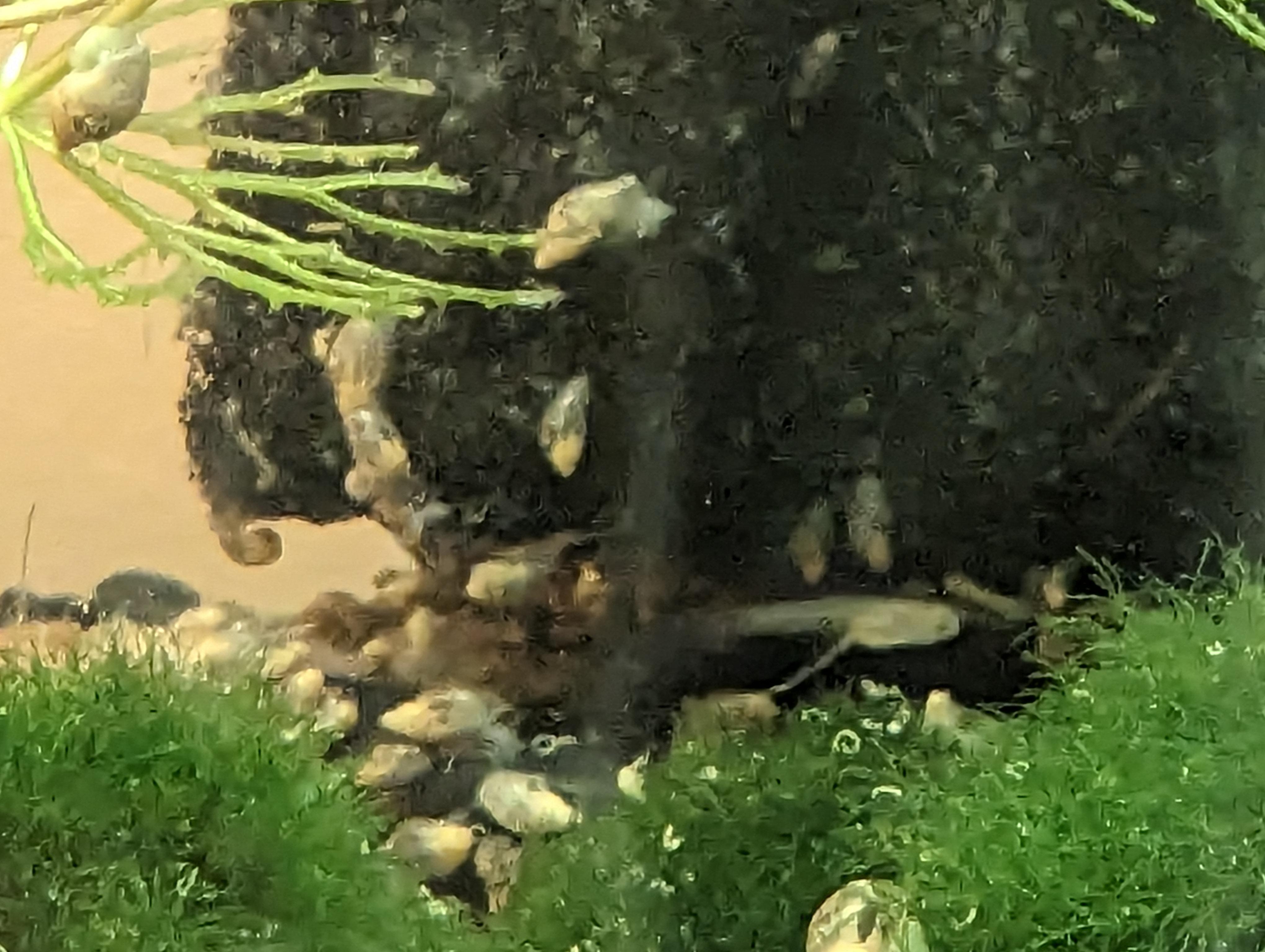 Invaders! Snail explosion...help! r/Aquariums