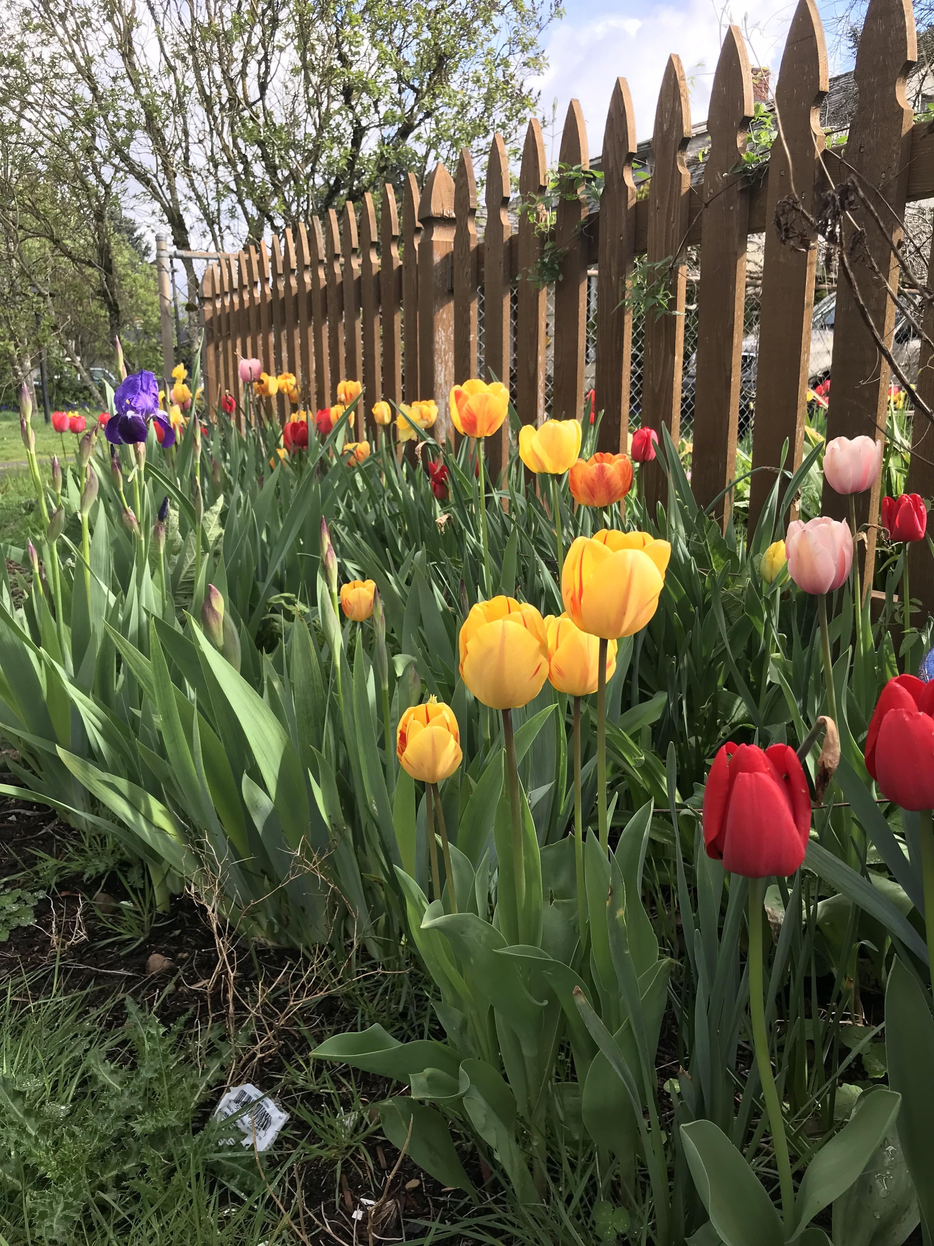 I wish my tulips stayed year round. How pretty!! r/gardening