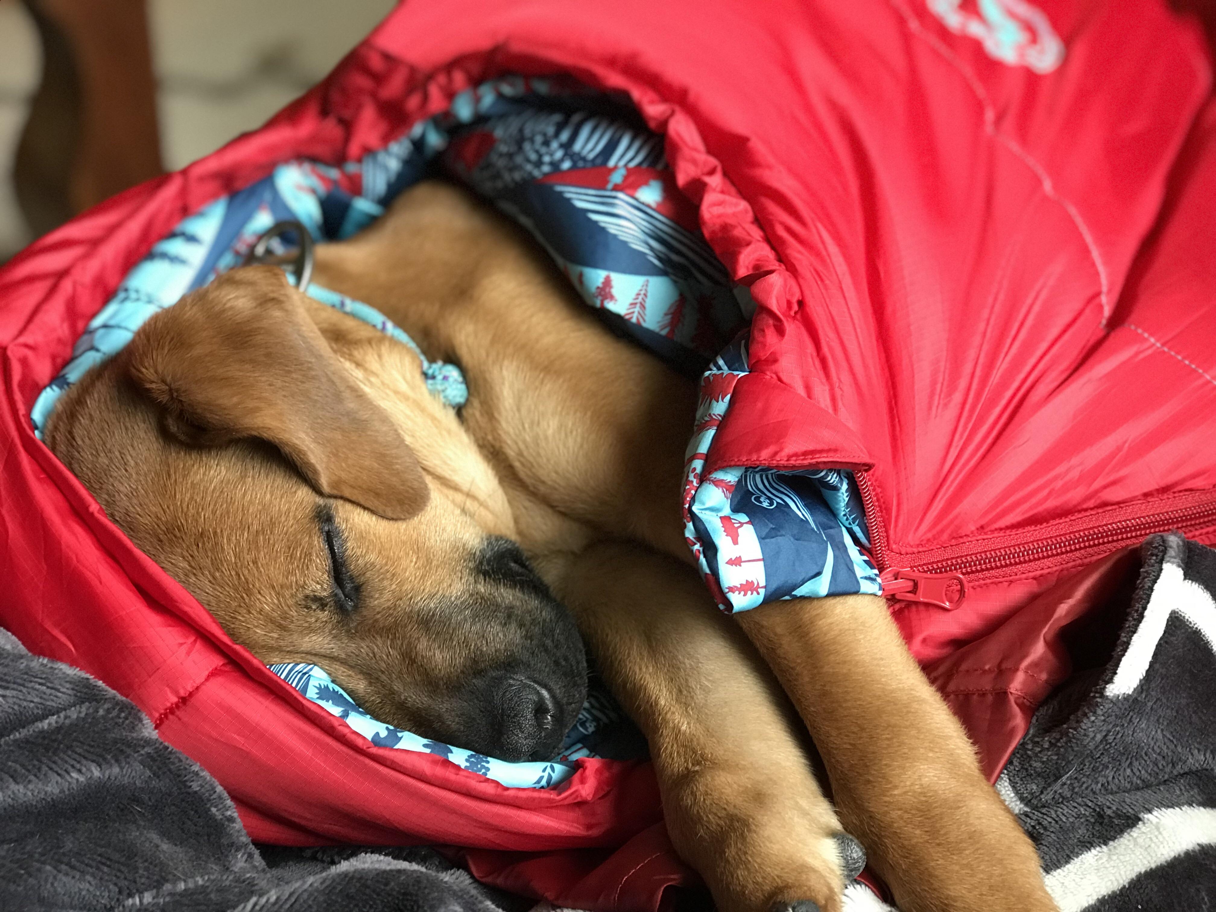 Trial run of his new sleeping bag before our first camping trip. r
