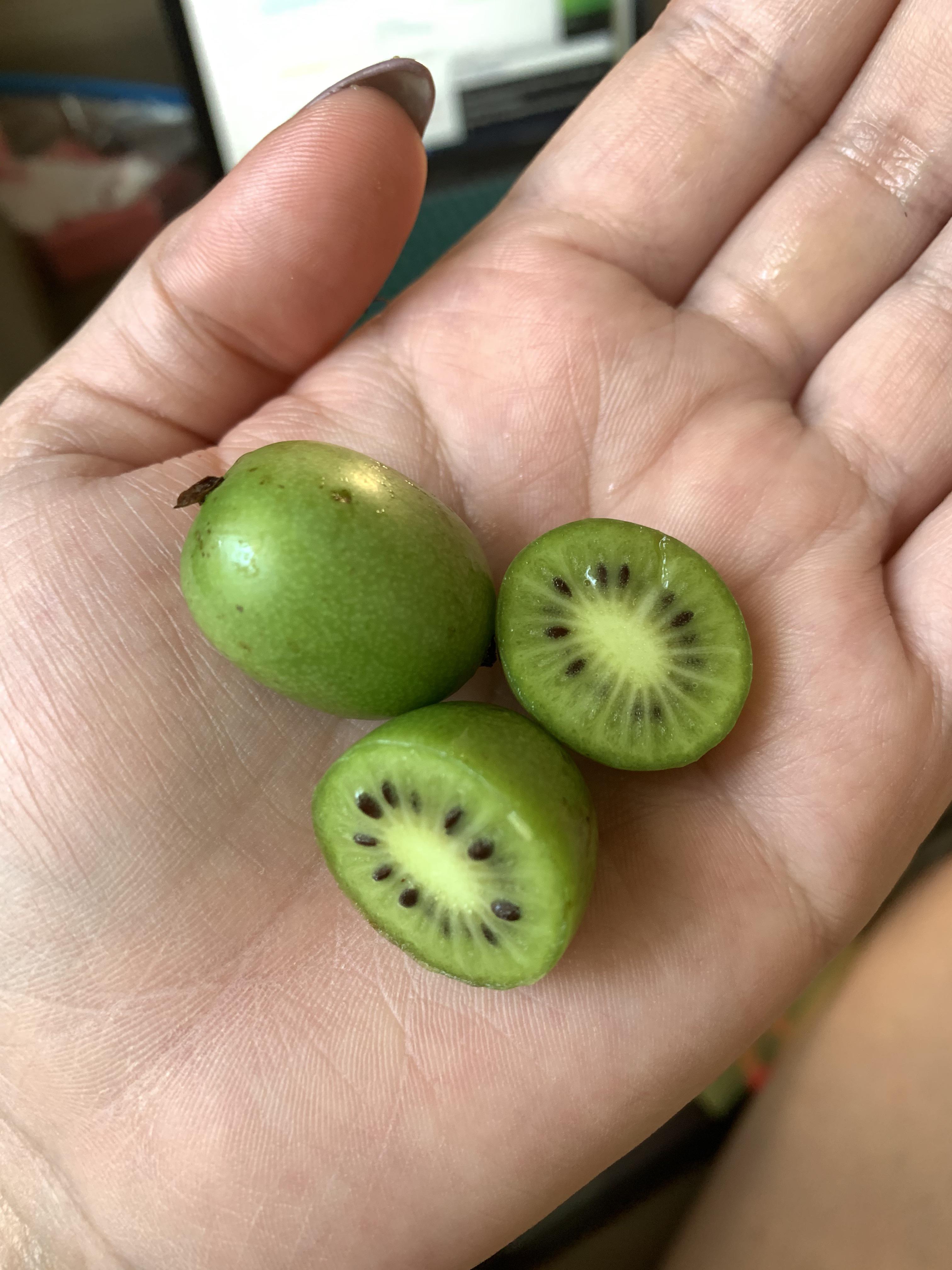 Kiwi Berries grapesized, edible skin, taste like Kiwi! r