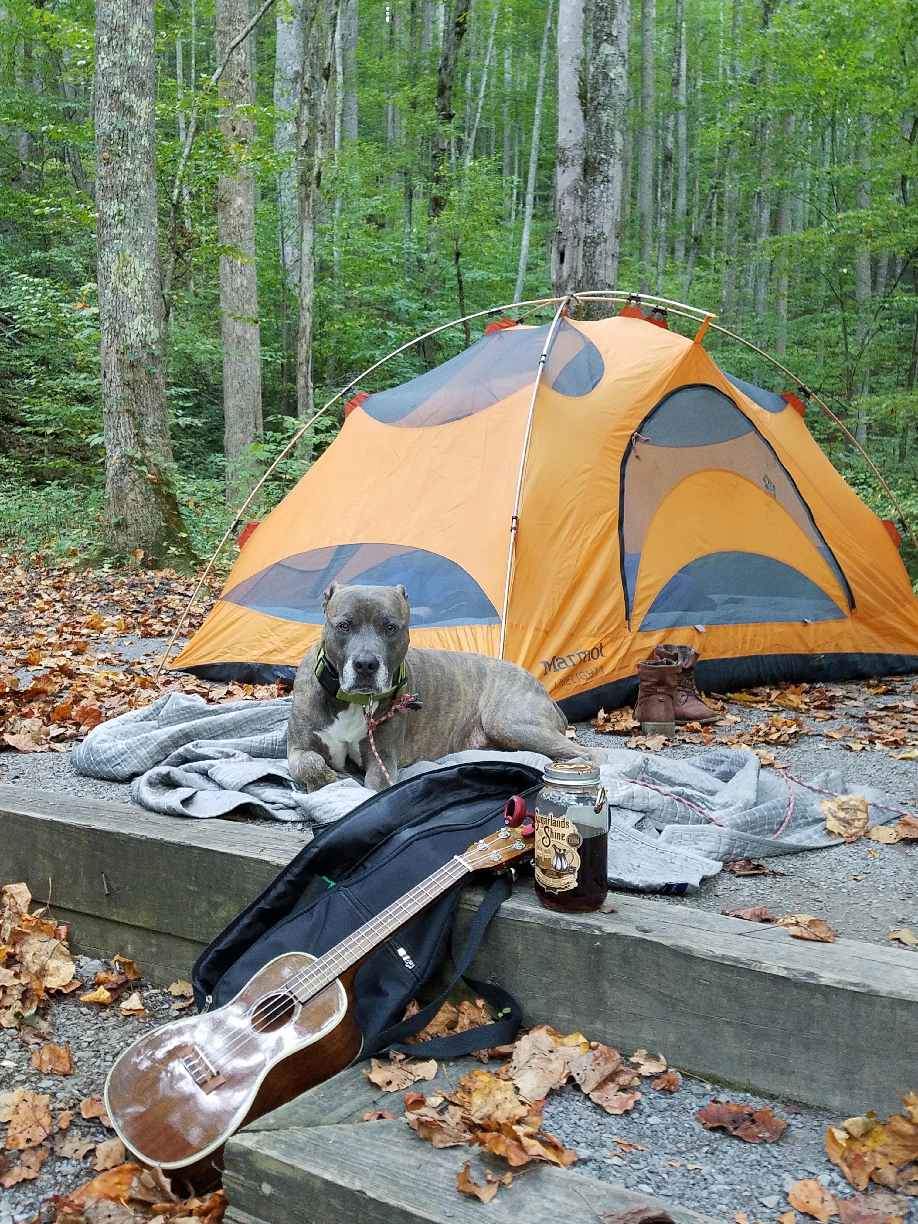 Car camping in the Great Smoky Mountains near Gatlinburg, TN r/camping