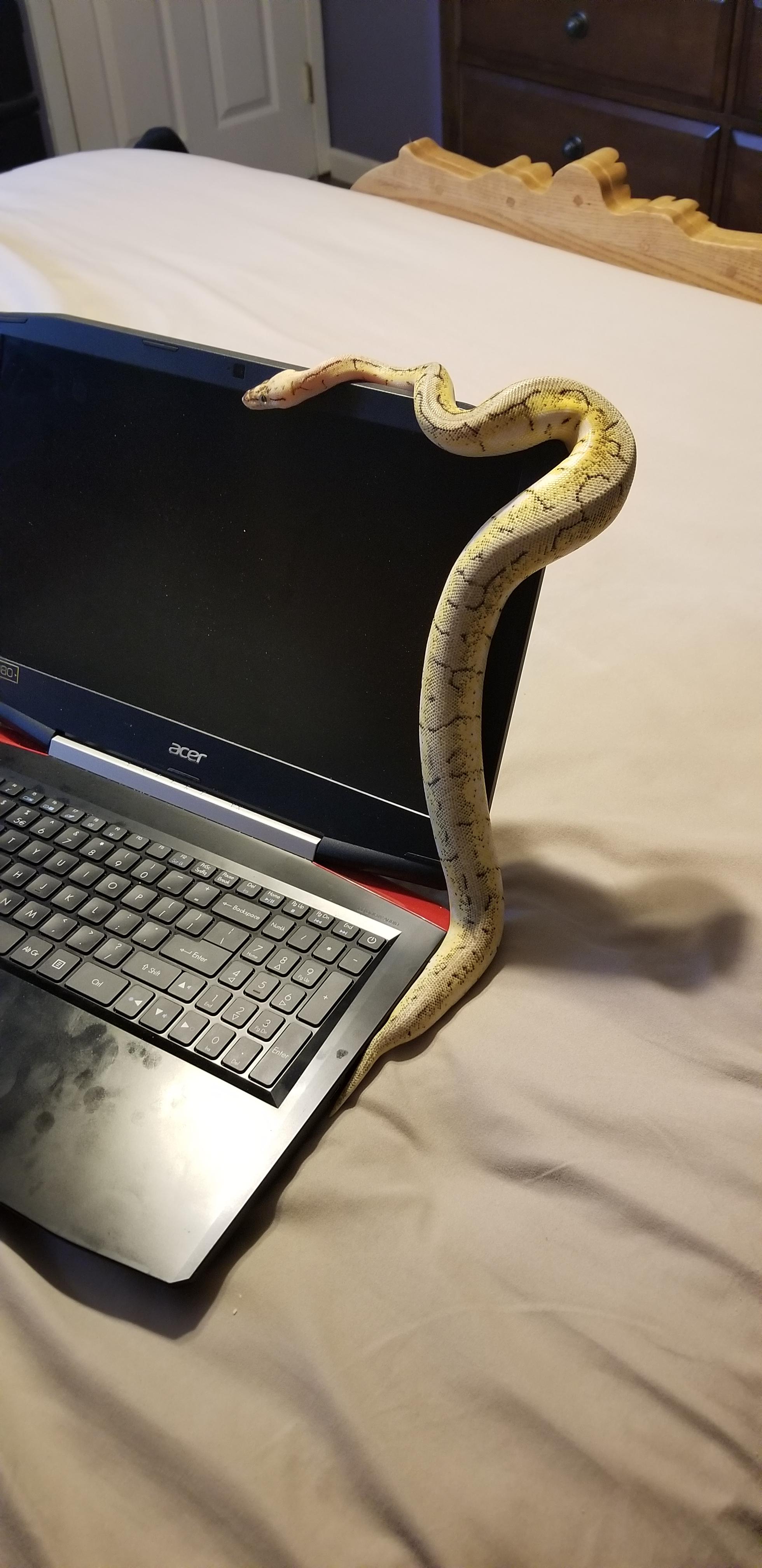 Any for metal shelving that can support large exo