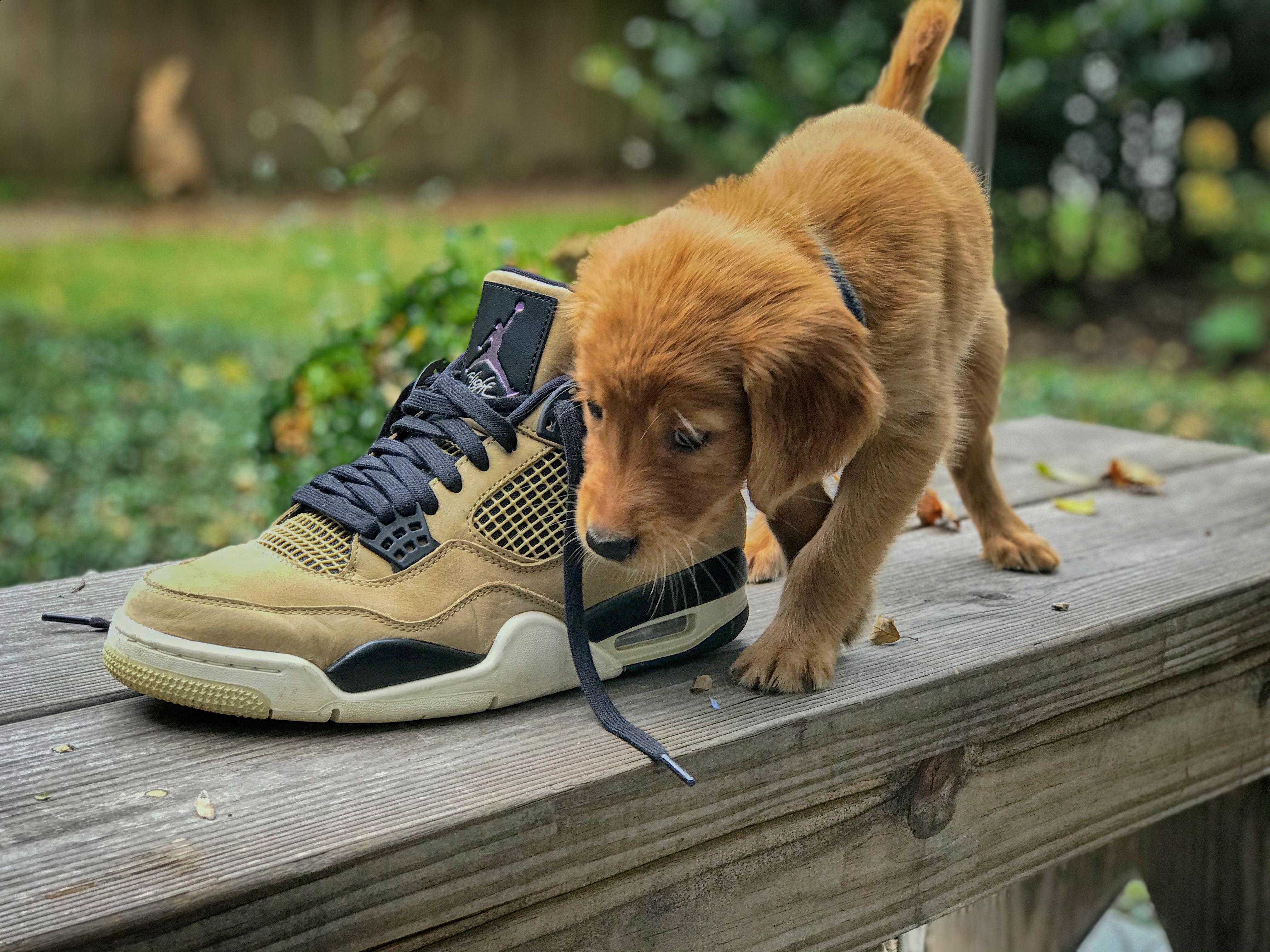 Bought a puppy to match my sneakers r/Sneakers