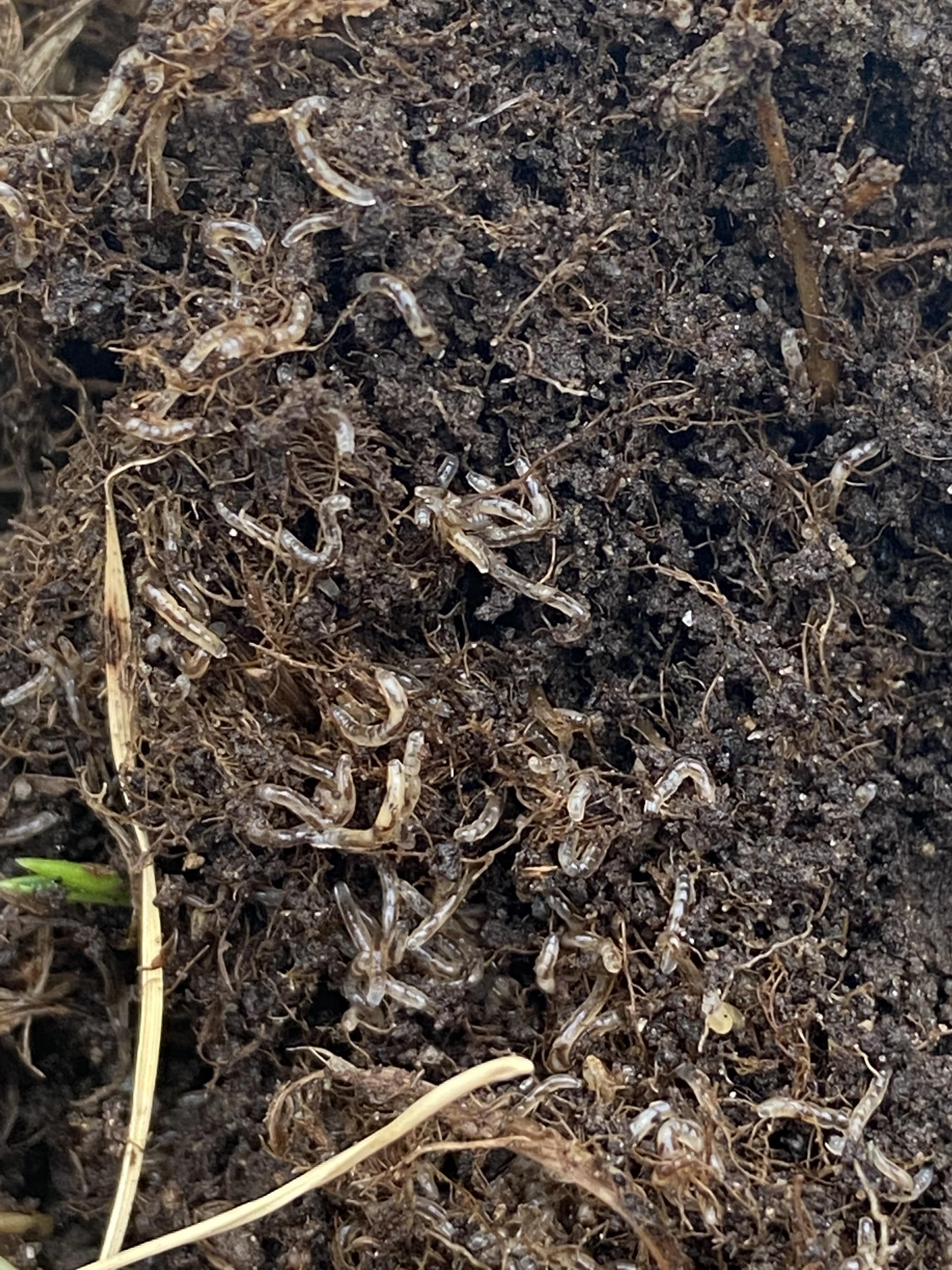 What are these things eating my roots!? Need on how to