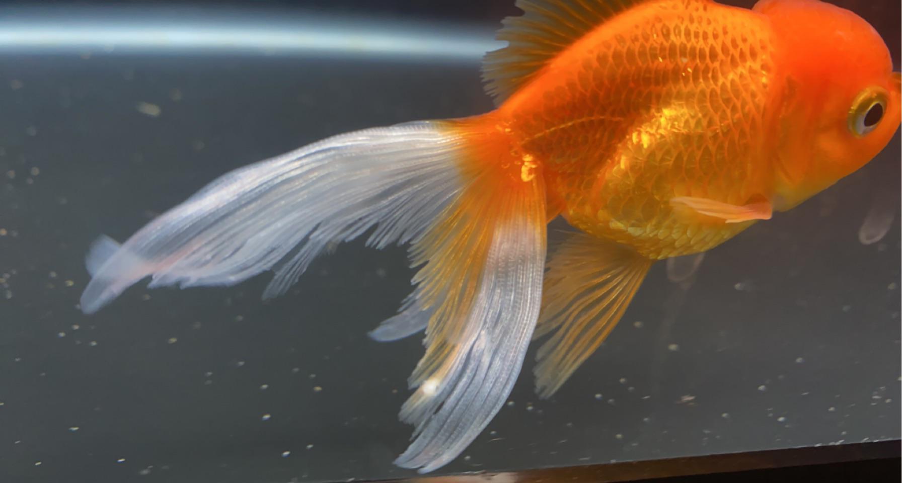 White spots on goldfish tail? r/Goldfish