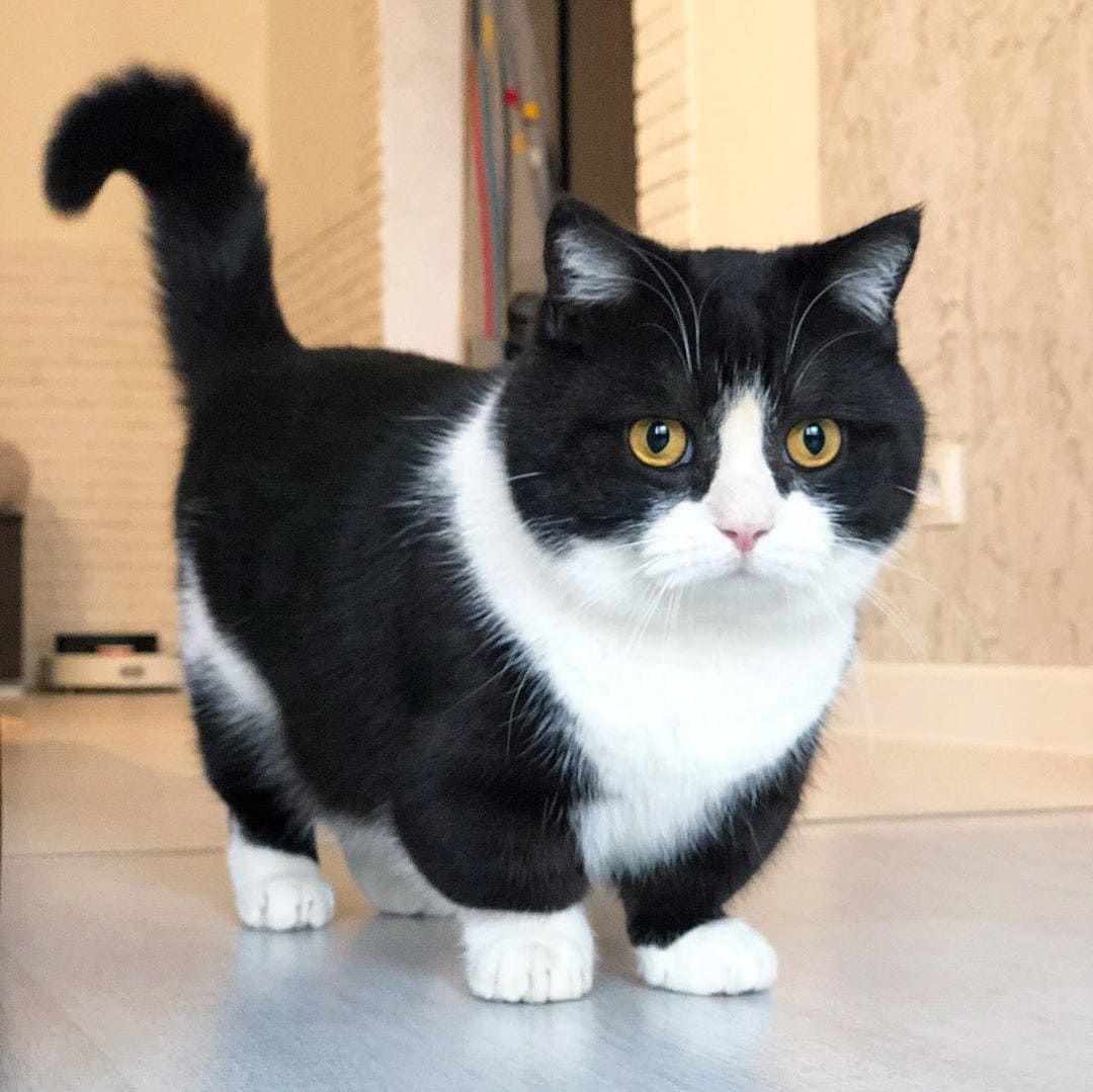 what is the name of this cat breed who know?! r/cats