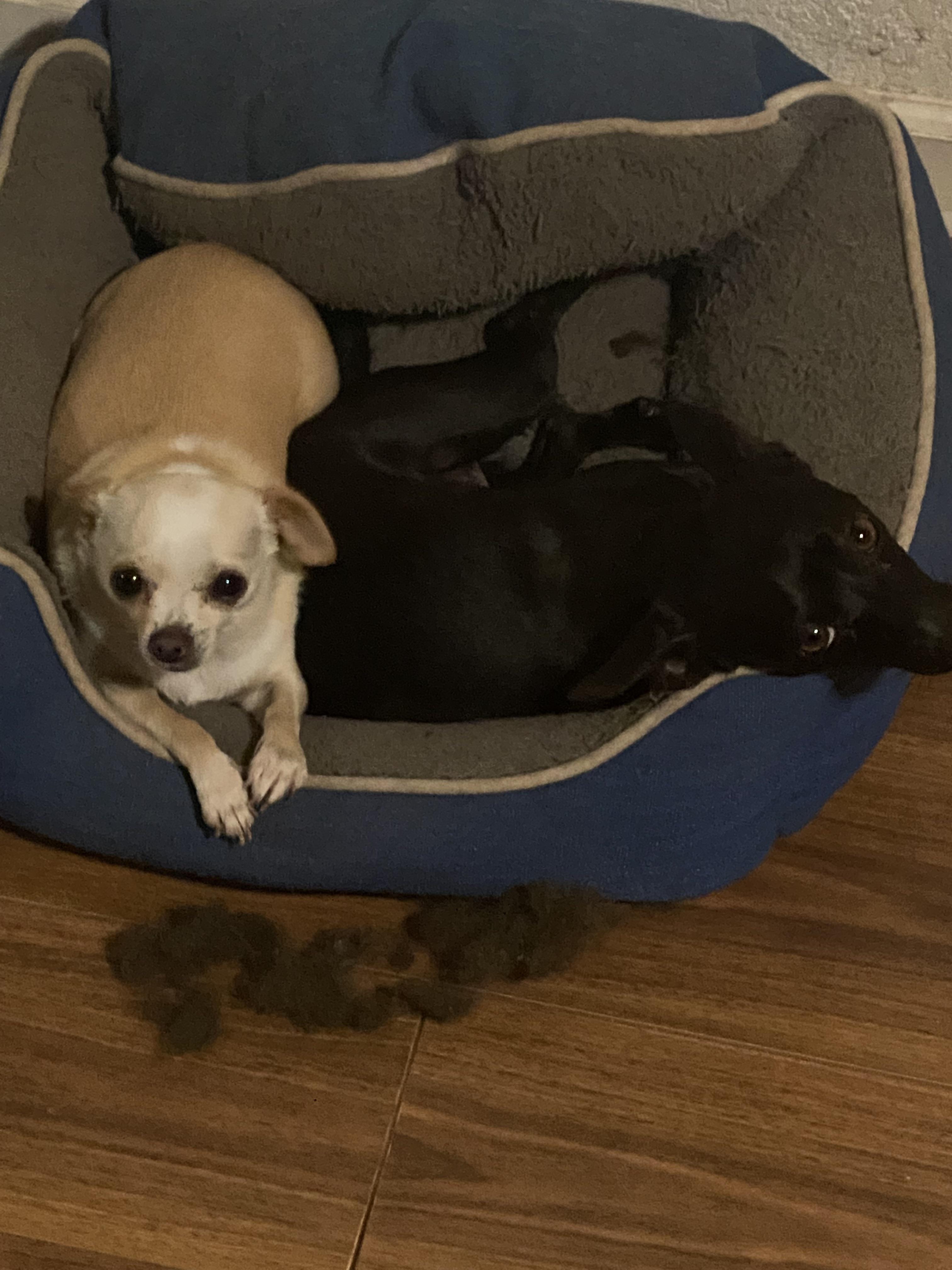 Since this reddit enjoys animals here are my chihuahuas r