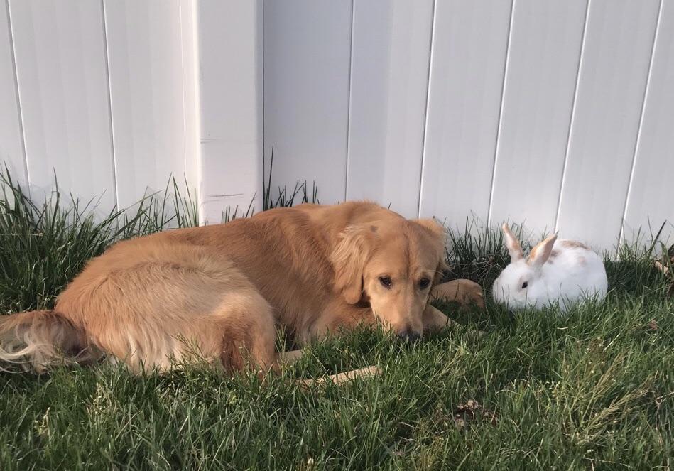 atlas and parsley enjoying the warm weather 💕 r/Rabbits