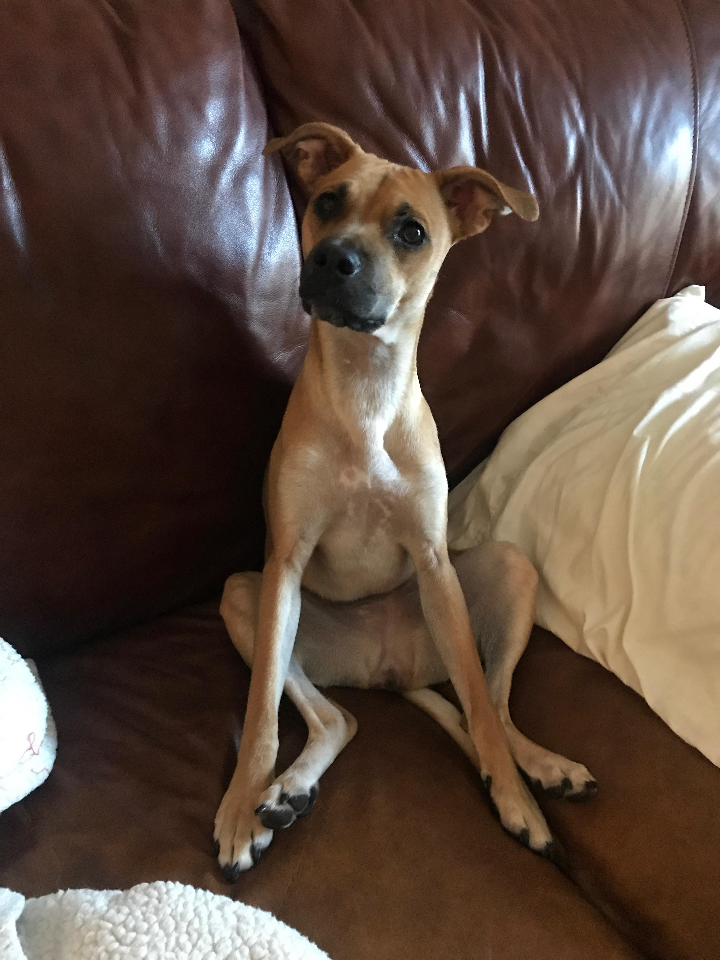 My dog always sits like a derp r/AnimalsBeingDerps