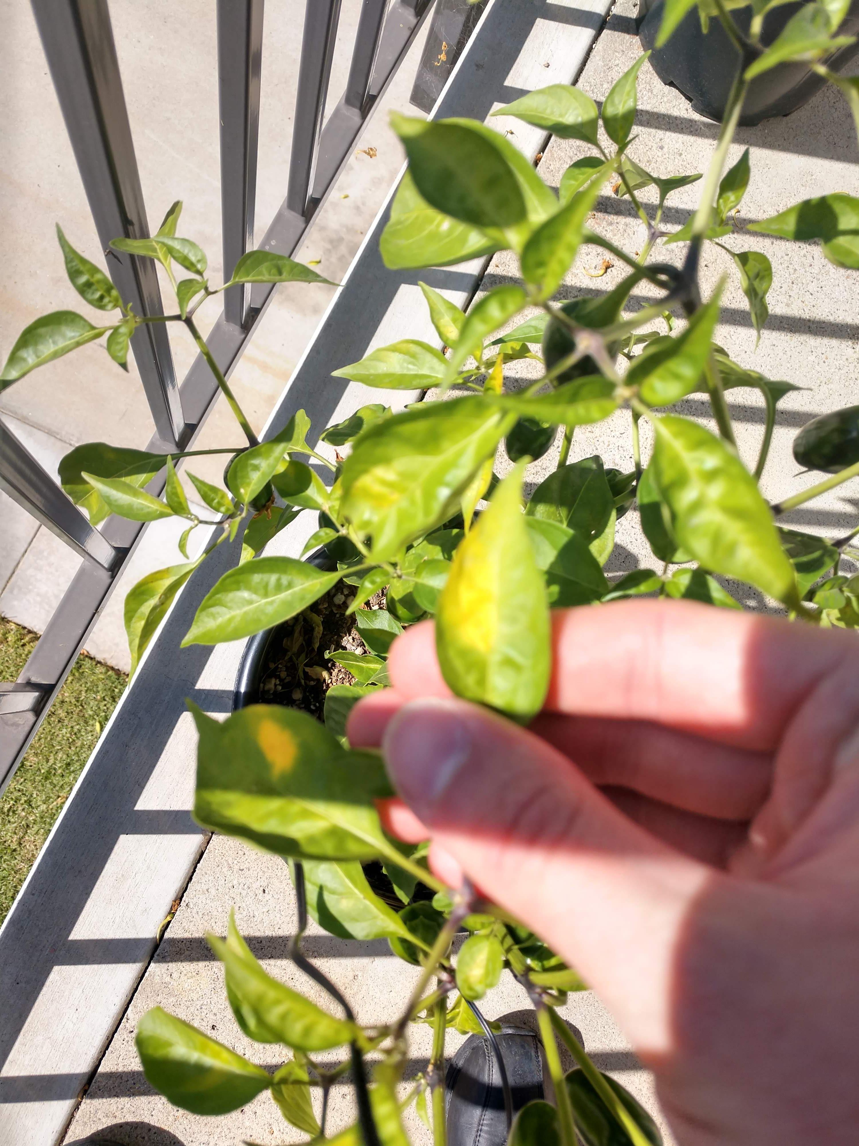 Yellow Spots on Jalapeno Leaves that lead to whole leaves turning