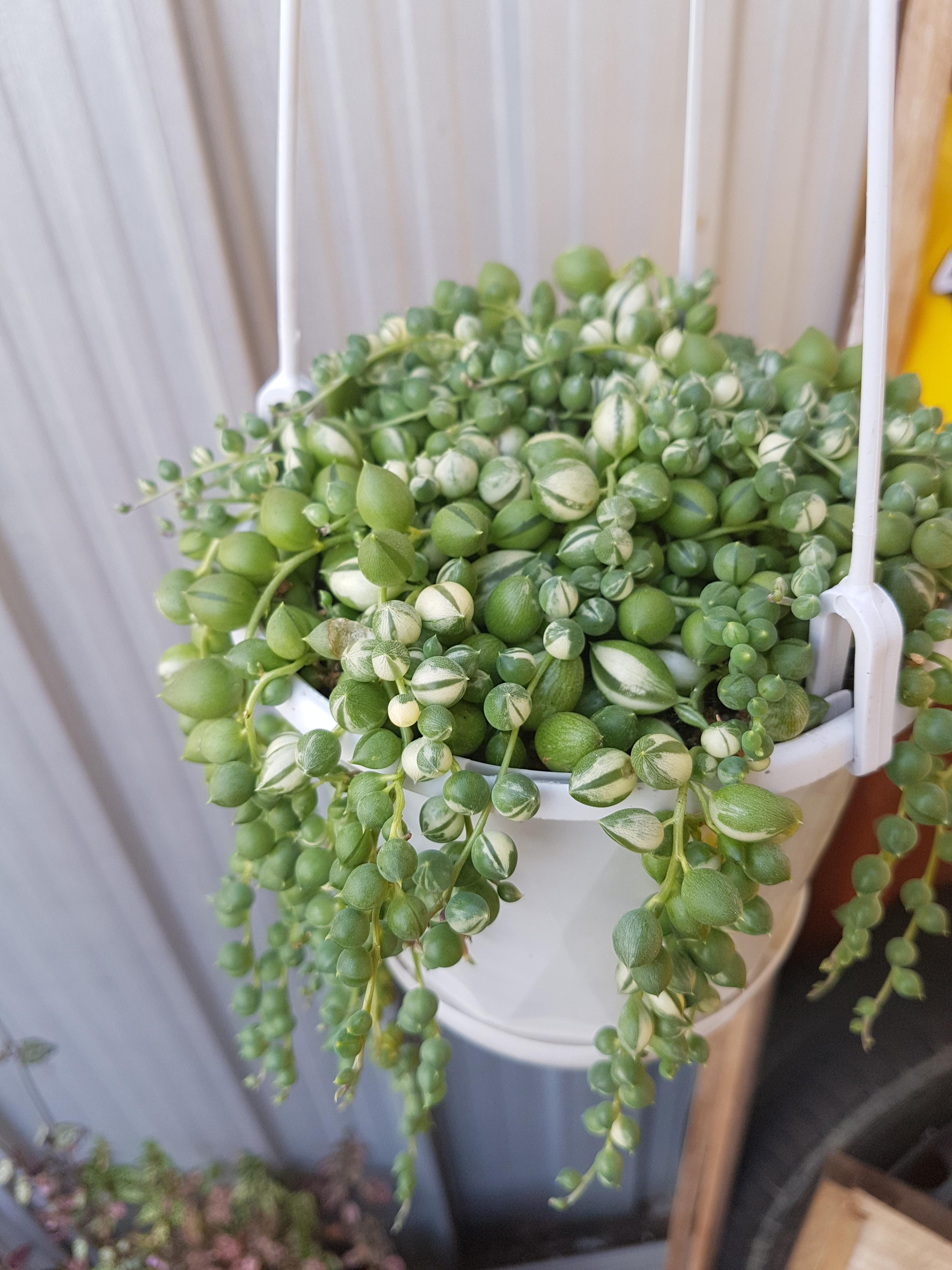 My pride and joy, senecio rowleyanus variegata. r/succulents