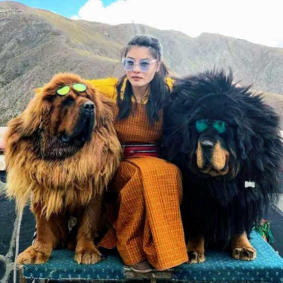 In Tibet, the mastiffs are fiercely loyal to their family groups. A