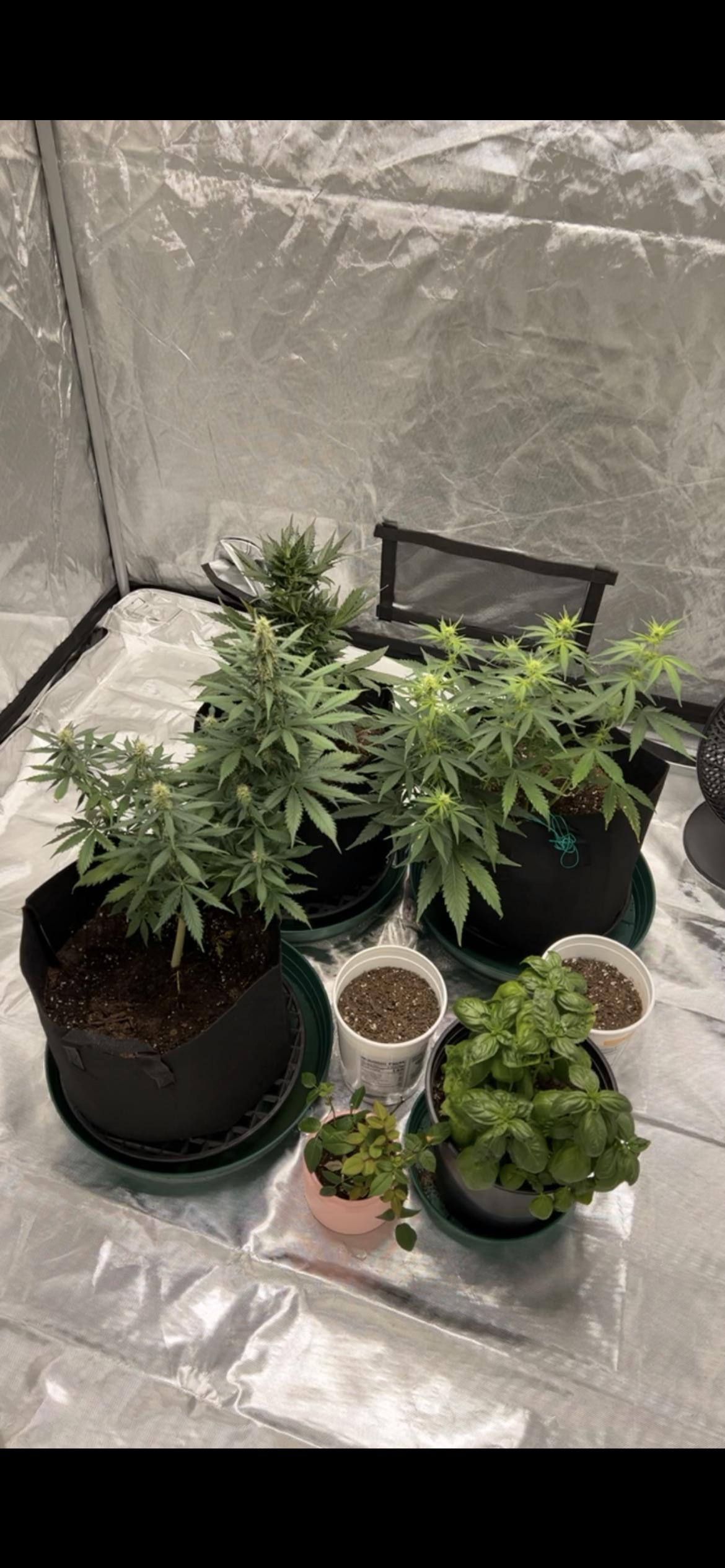 why are my plants so short? around week 2 of flowering stage now… 2x