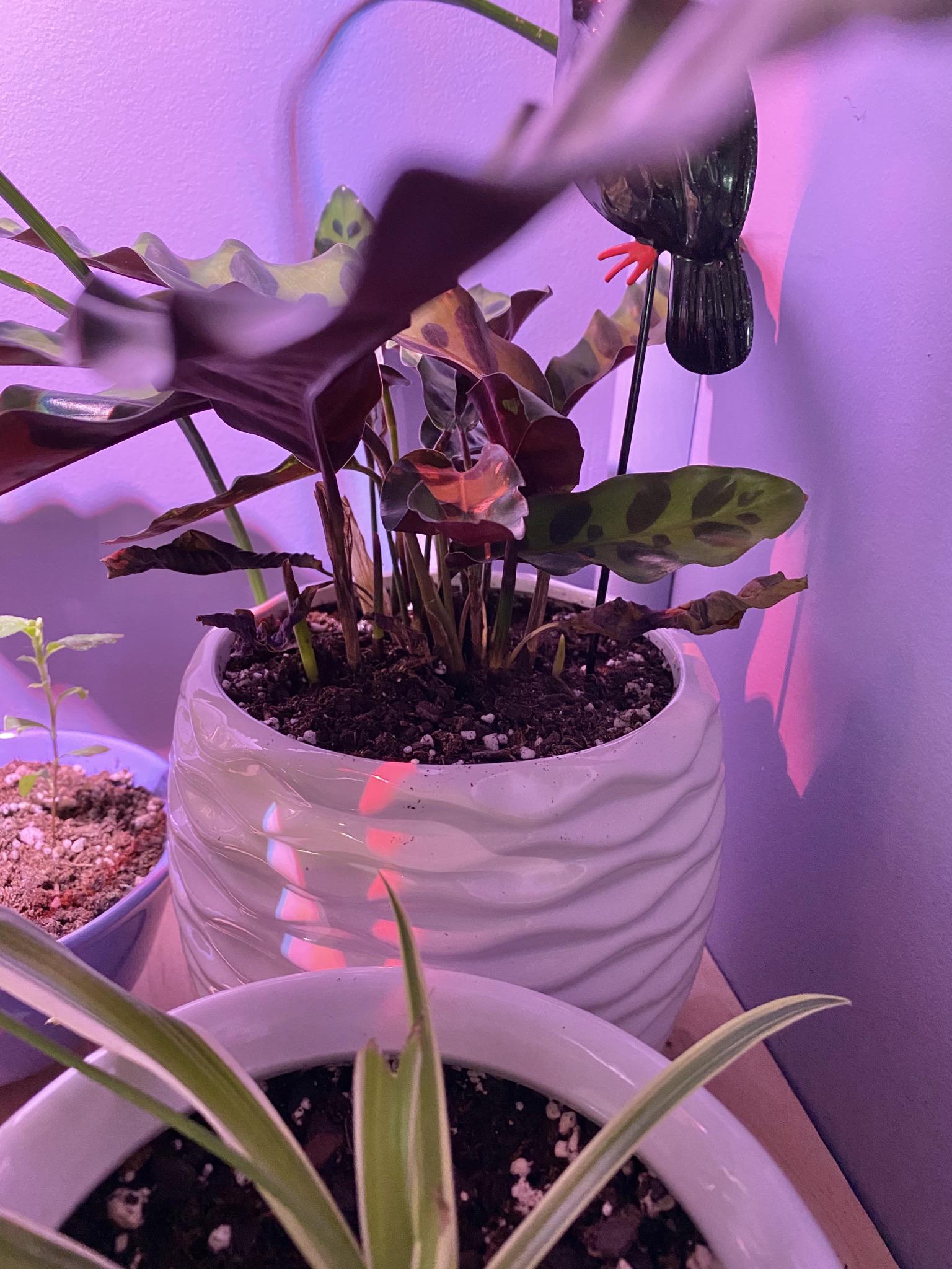 The smallest leaves on my rattlesnake calathea are getting crispy