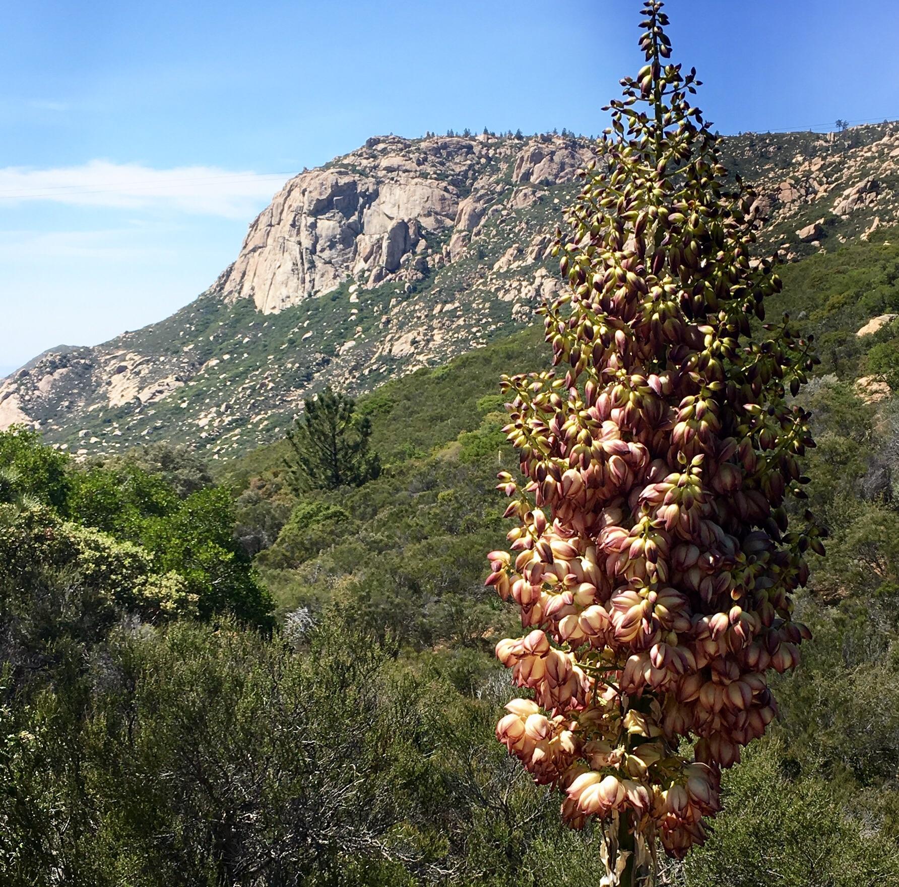 Corte Madera : r/sandiego