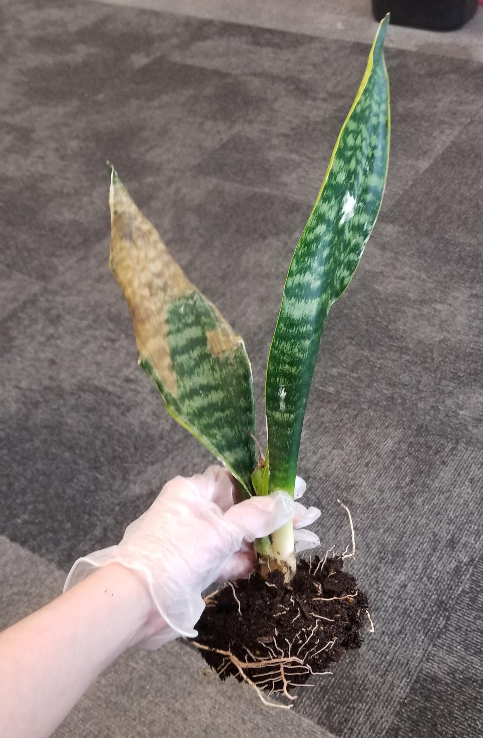 Just got new plants in. Two of these are dying and we had some roses