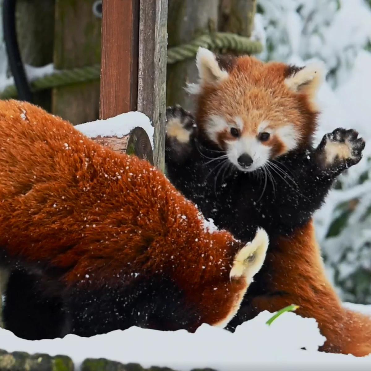 Red panda r/redpandas