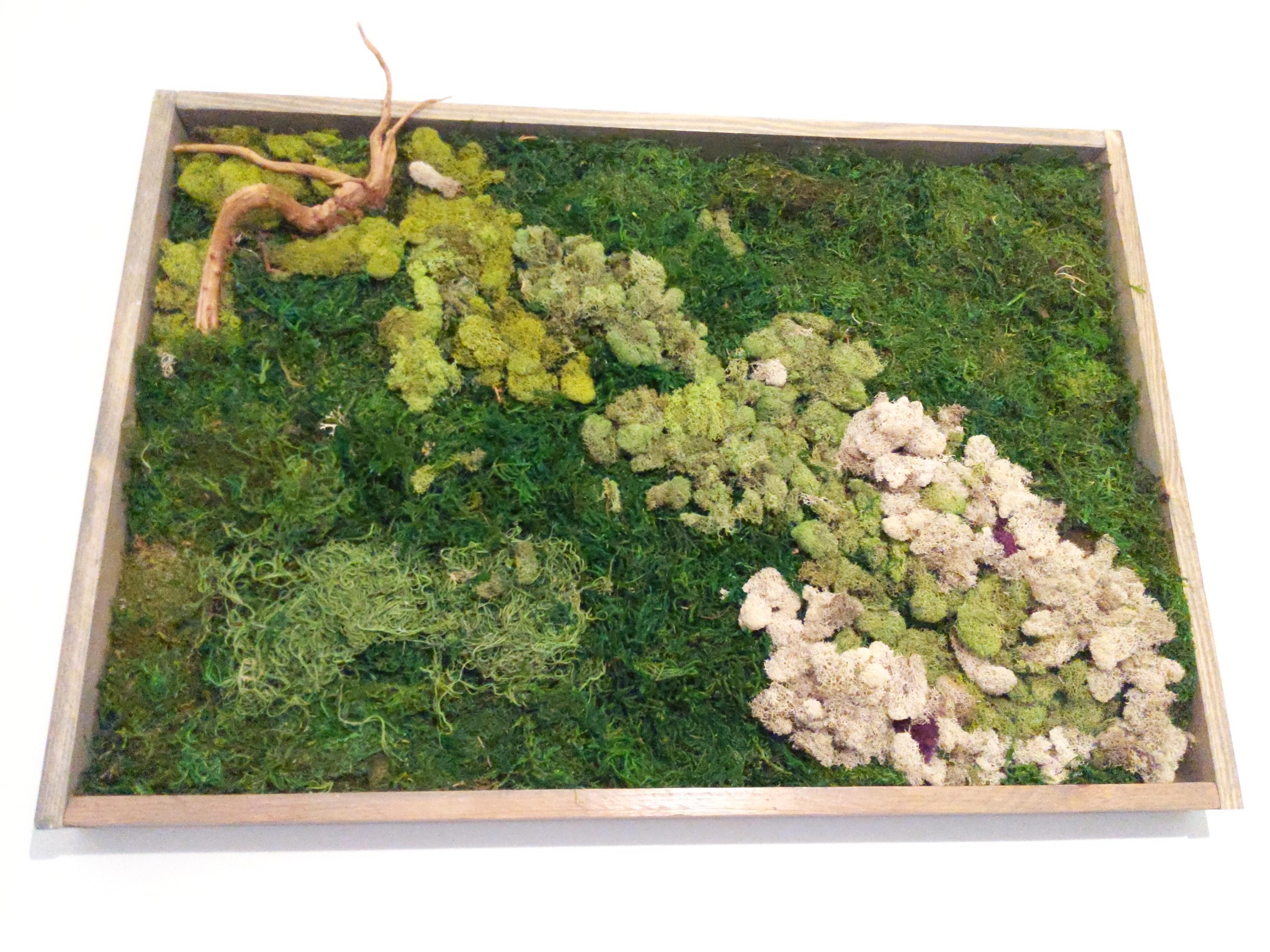 I made a preserved moss box and hung it only my wall! (24" x 48