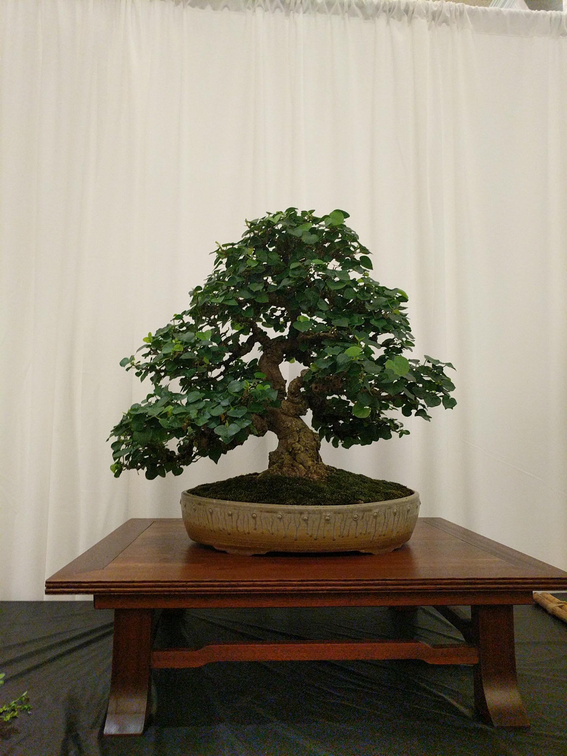 A sea hibiscus at bonsai on the bayou. Houston, TX, 2019 r/pics