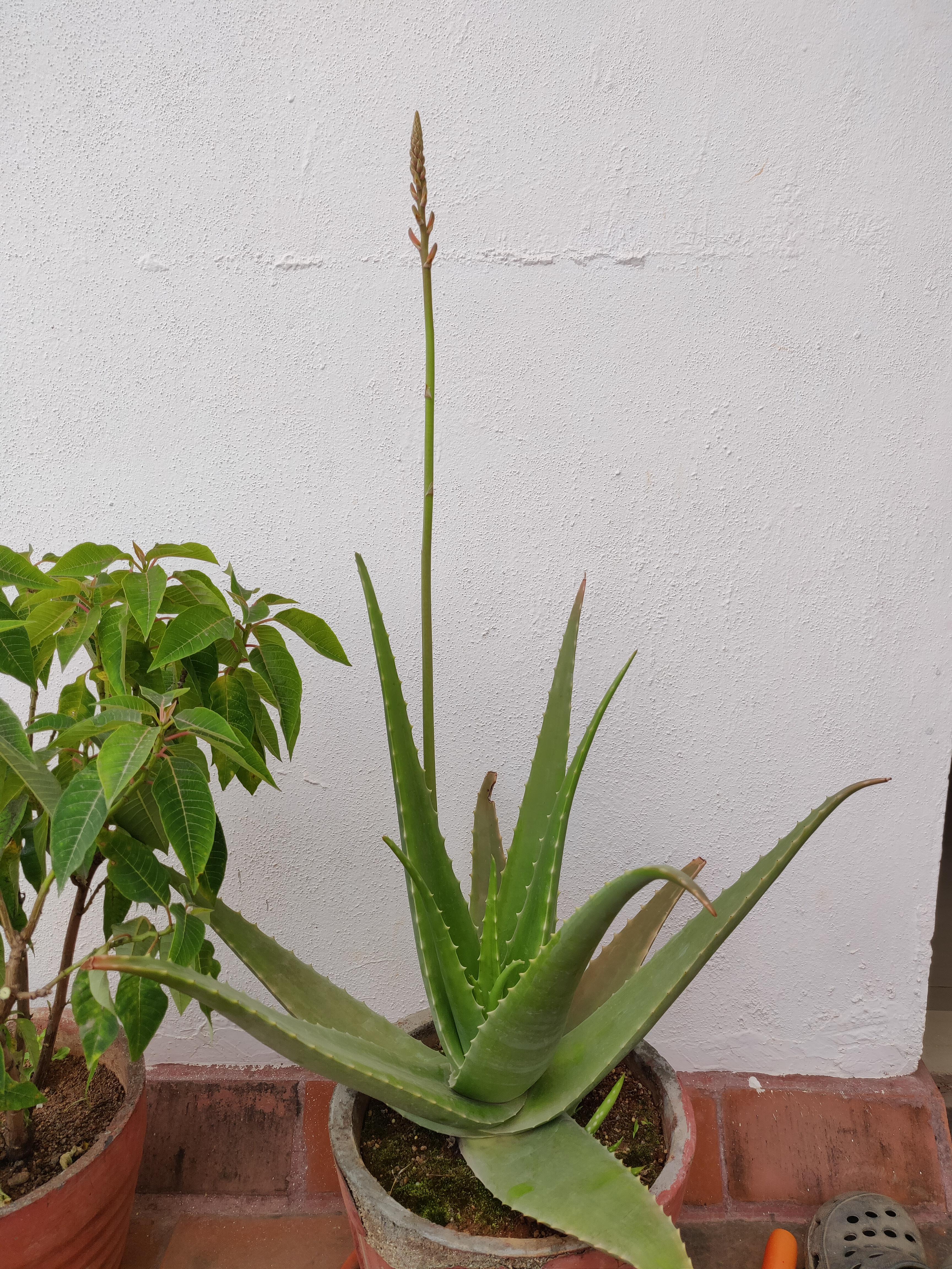 Do Aloe Plants Bloom Ask The Master Gardener It S Rare But Exciting