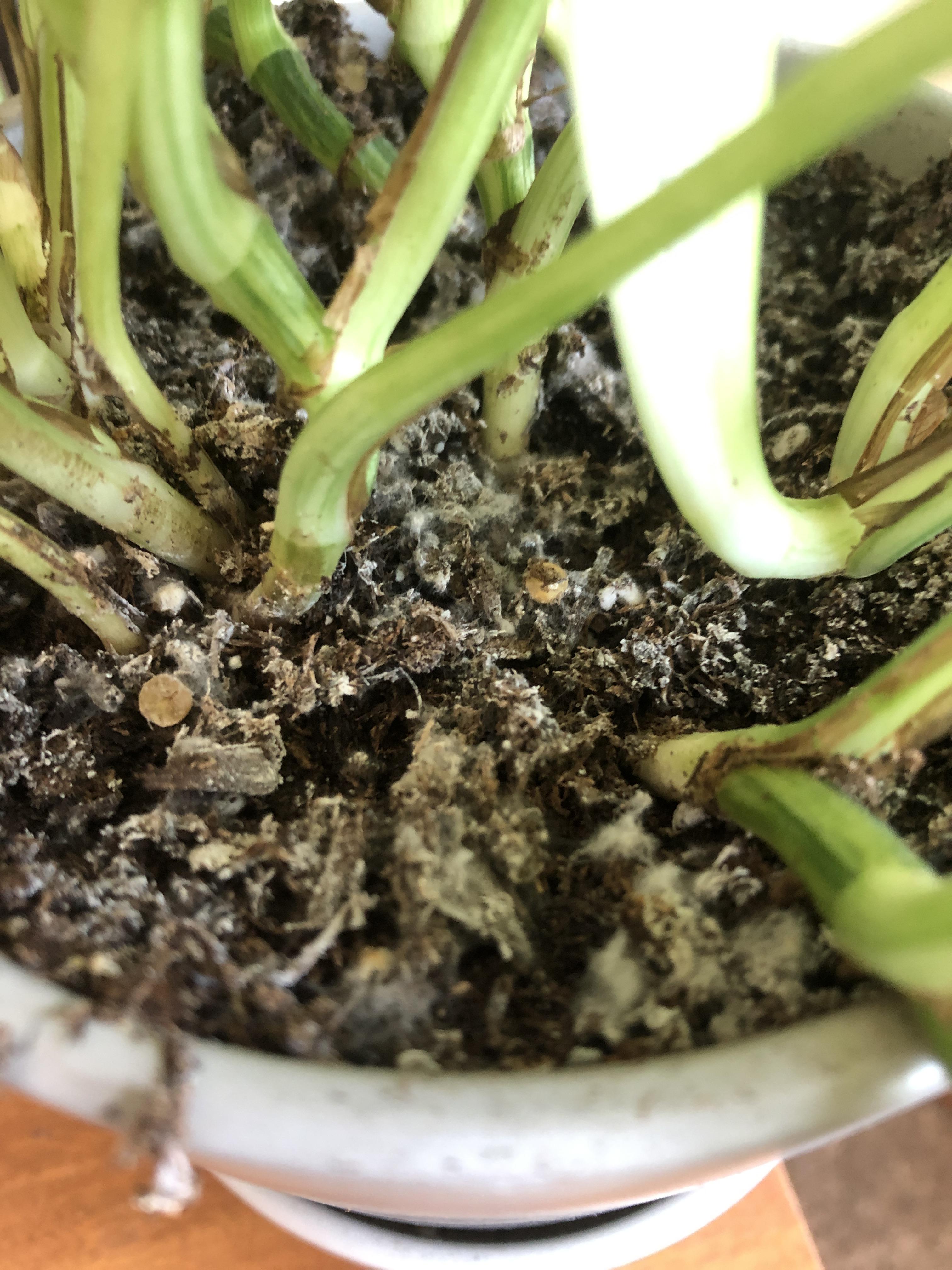 I have mold growing on a lot of my plants. How do I prevent it?? r