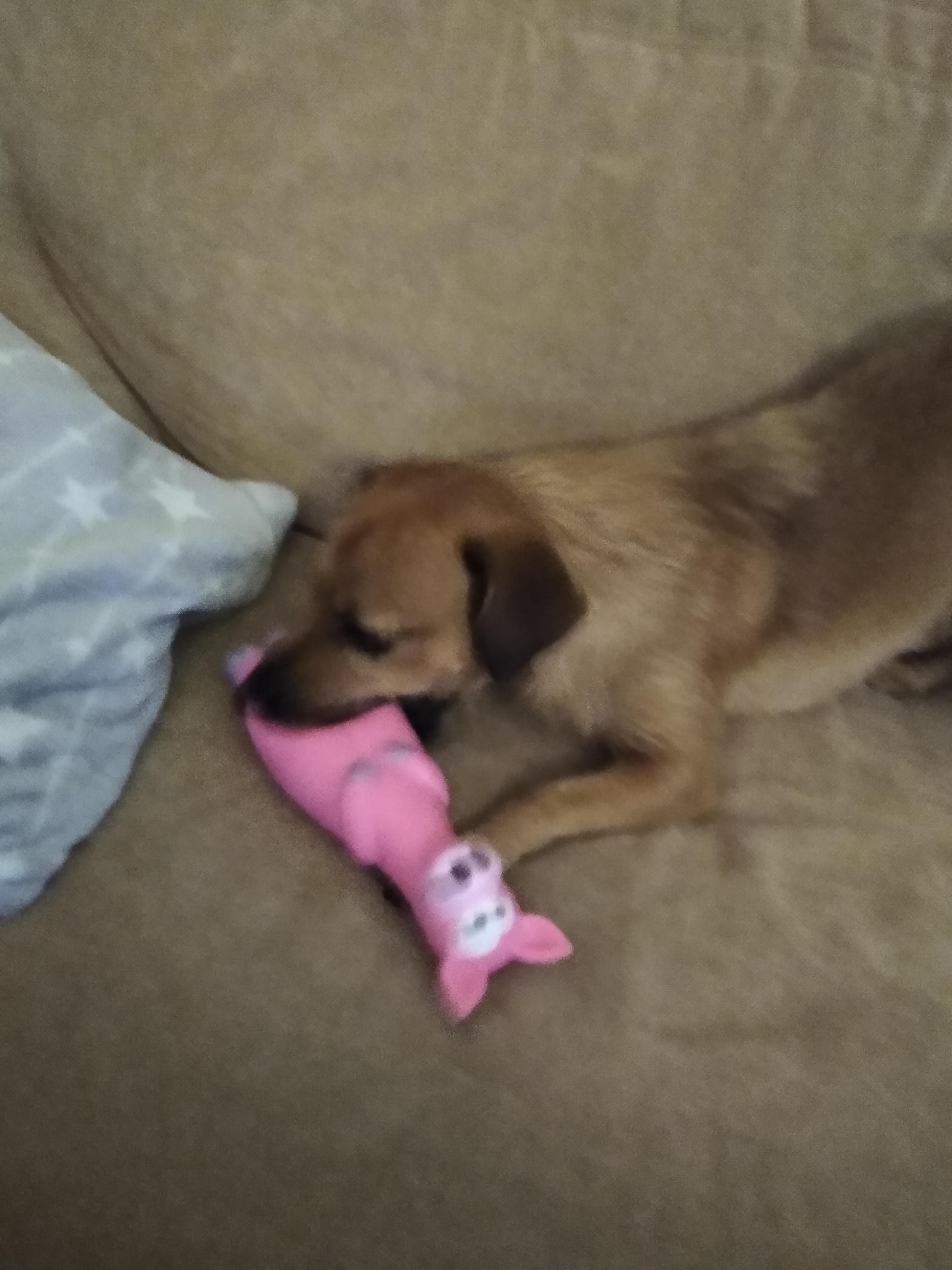my dog eating his new piggy Barbara!🐷 r/Eyebleach
