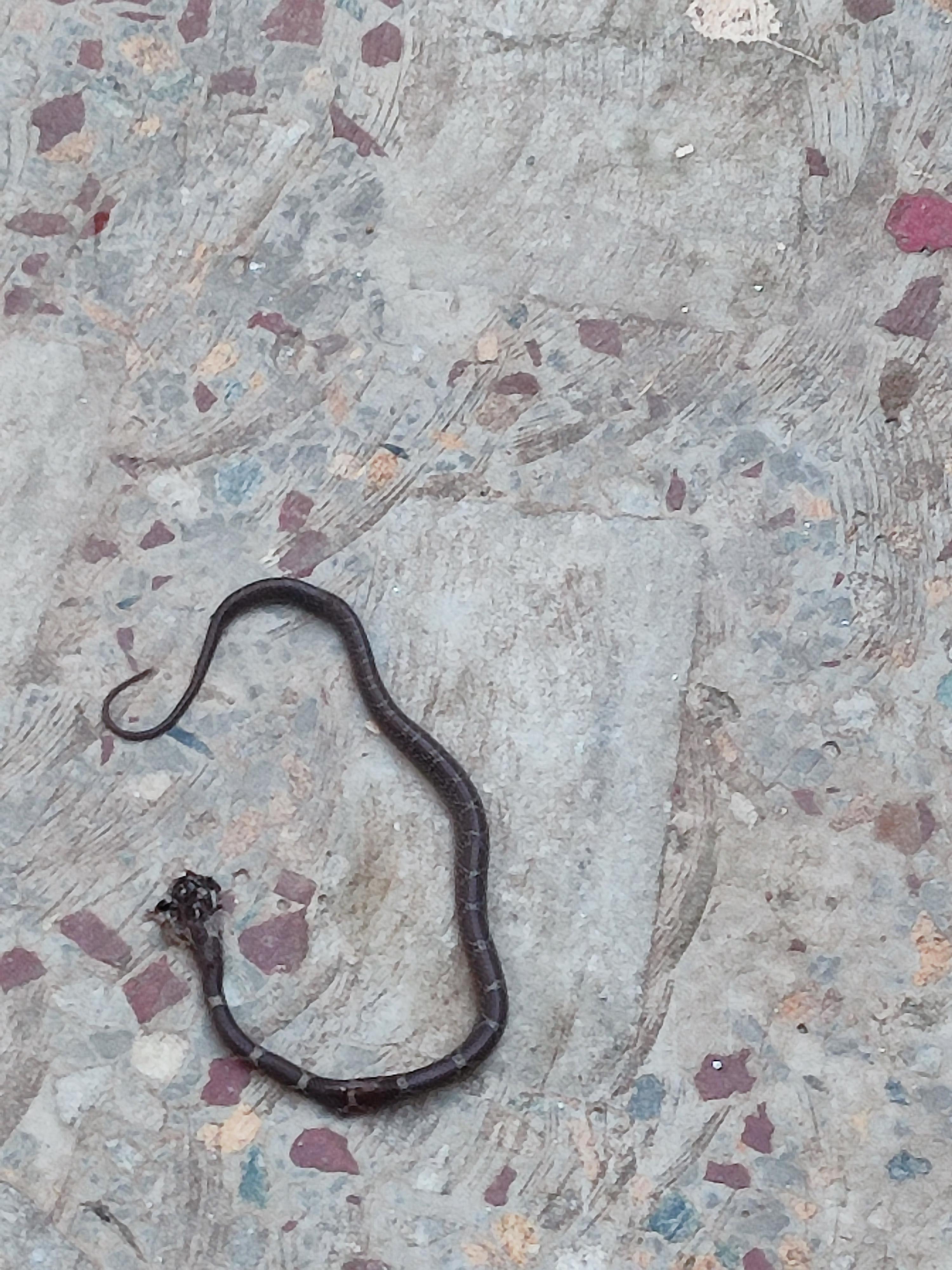 identify this snake (Kathmandu,Nepal) r/whatsthissnake