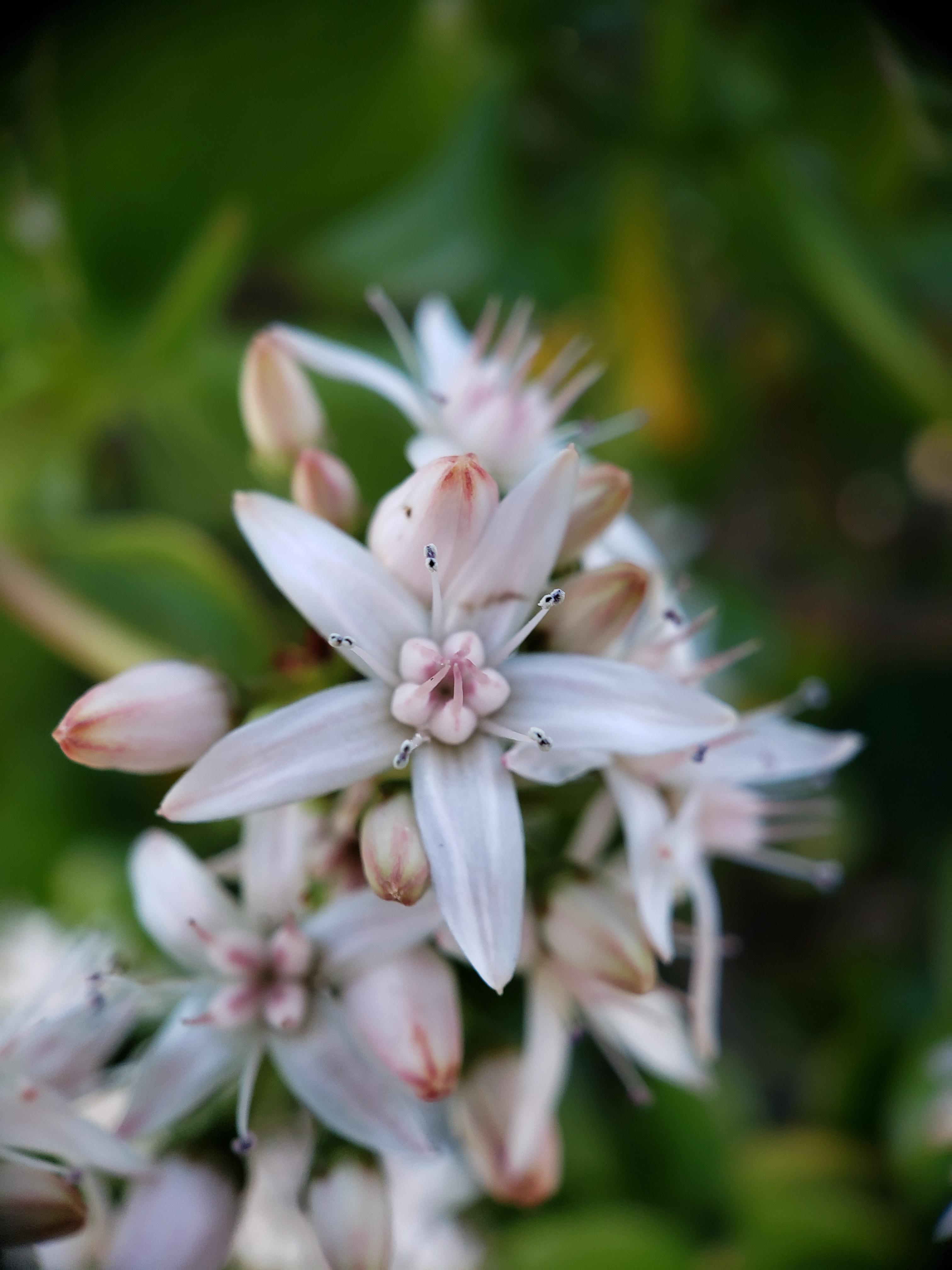 Note9 📷 my jade plant is flowering r/gardening
