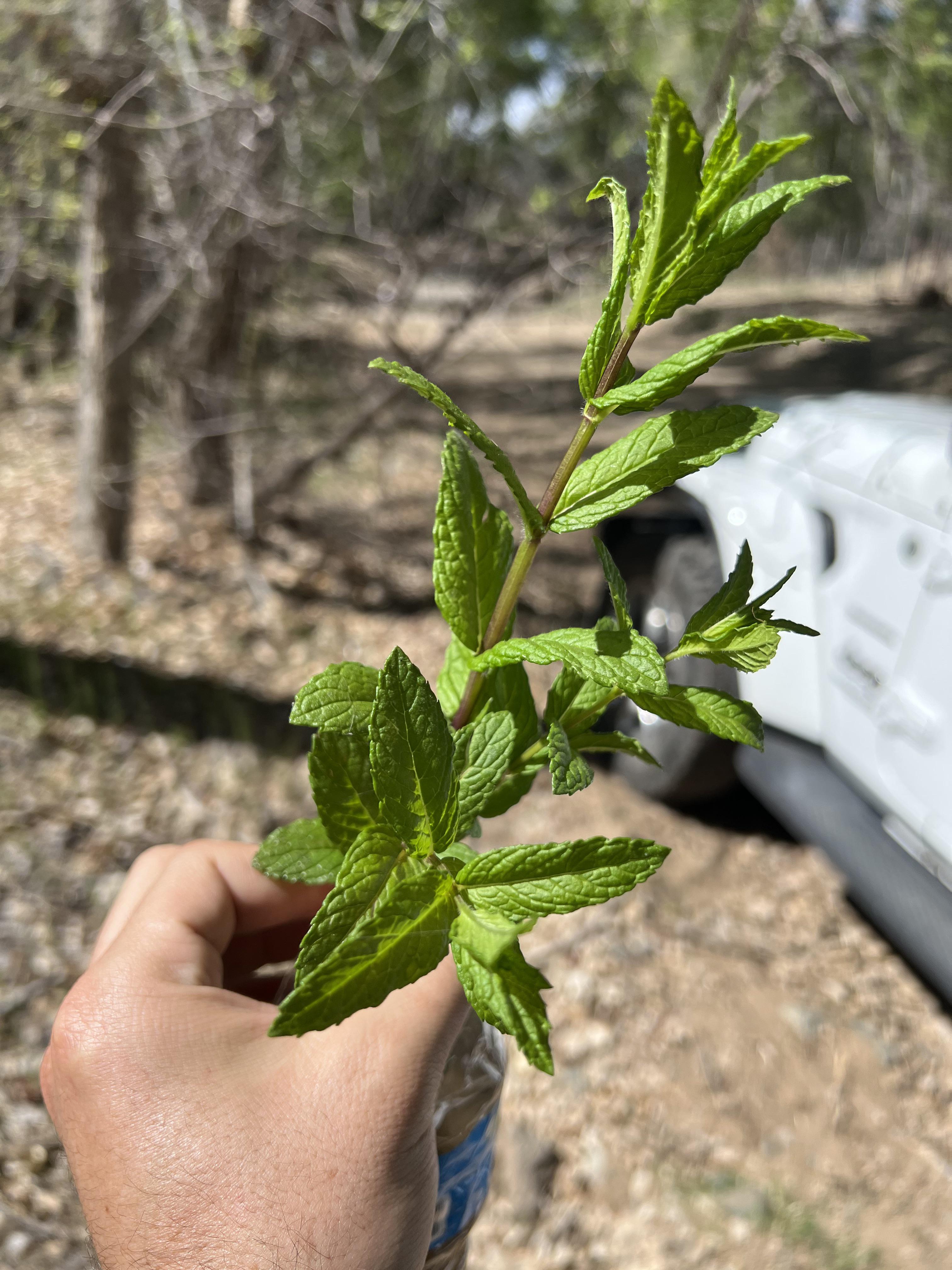 Edible mint? I found it growing naturally by a creek in Prescott AZ