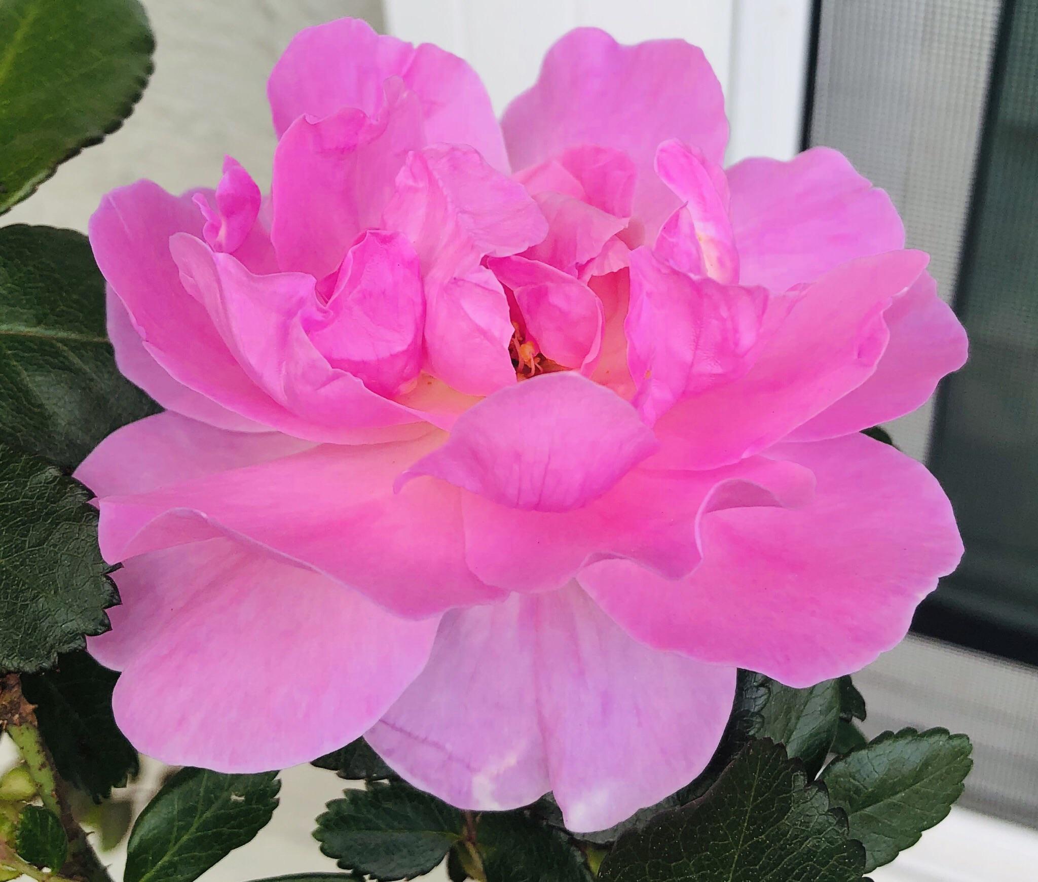 Orchid Romance blooming 🌸🌹 Roses