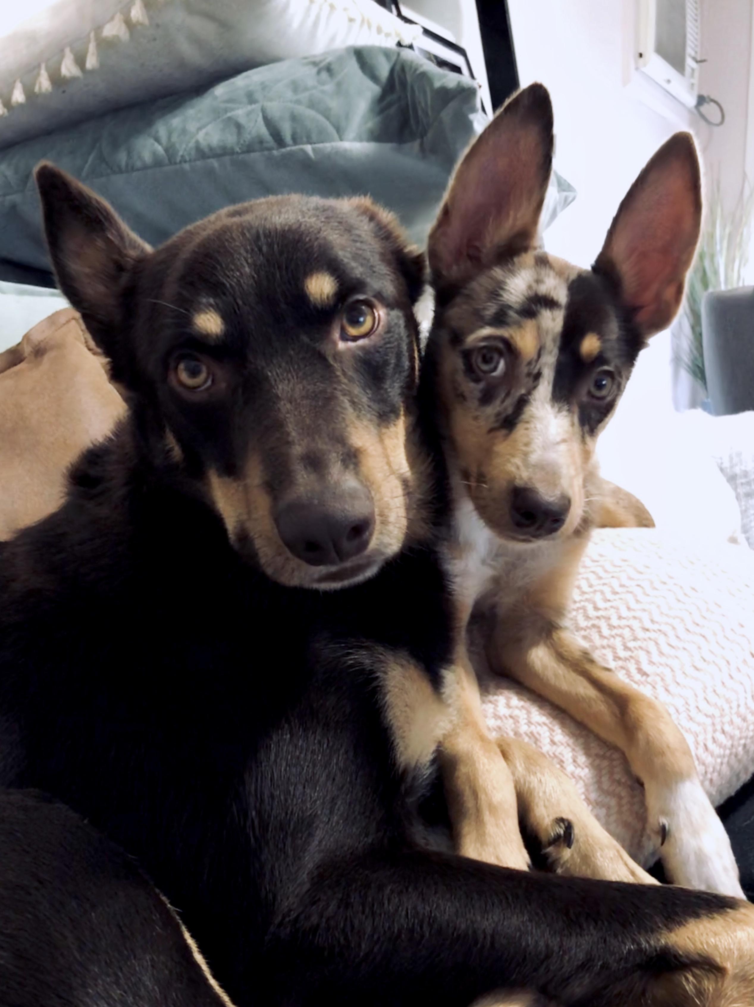 My beautiful kelpie boy and his koolie x kelpie wife r/kelpie