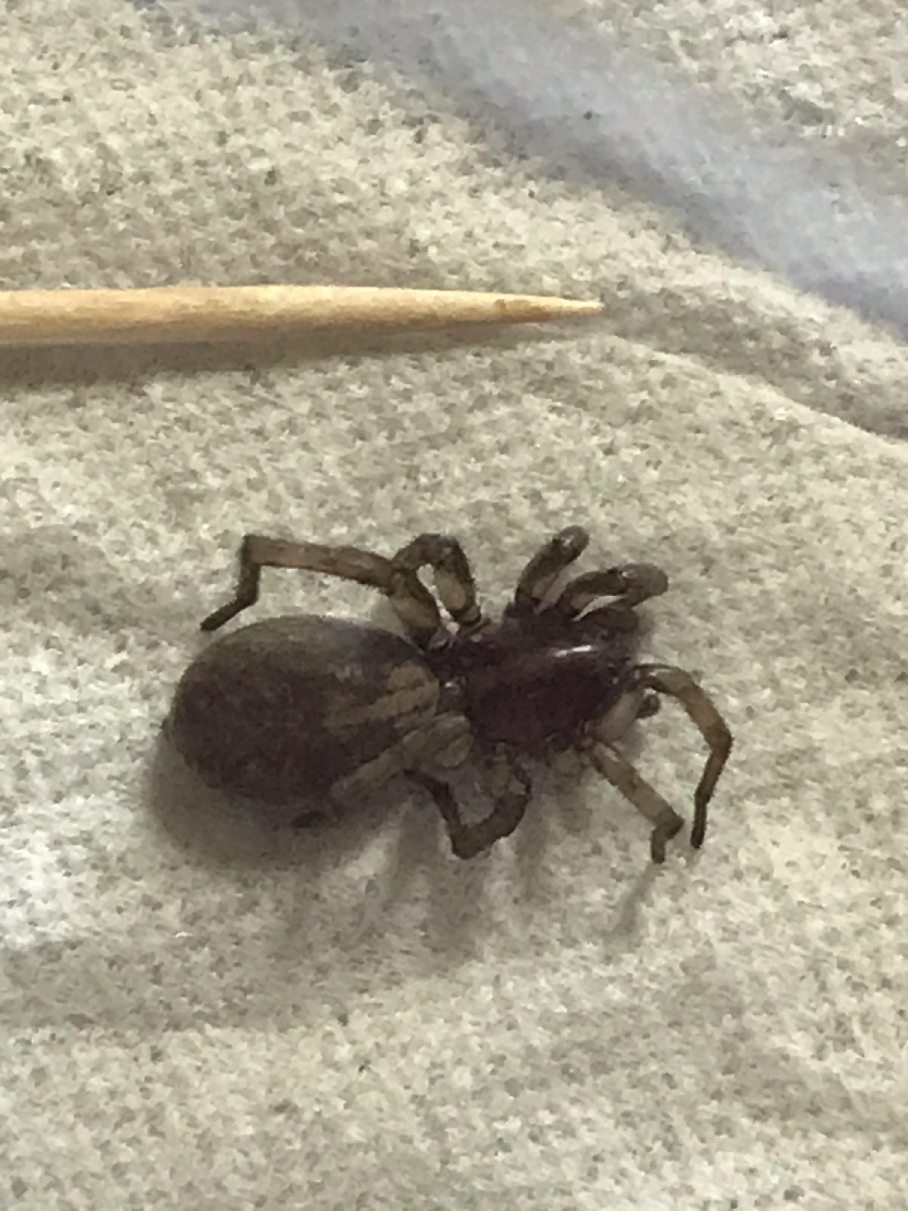 ID Help? Location South Dakota r/spiders