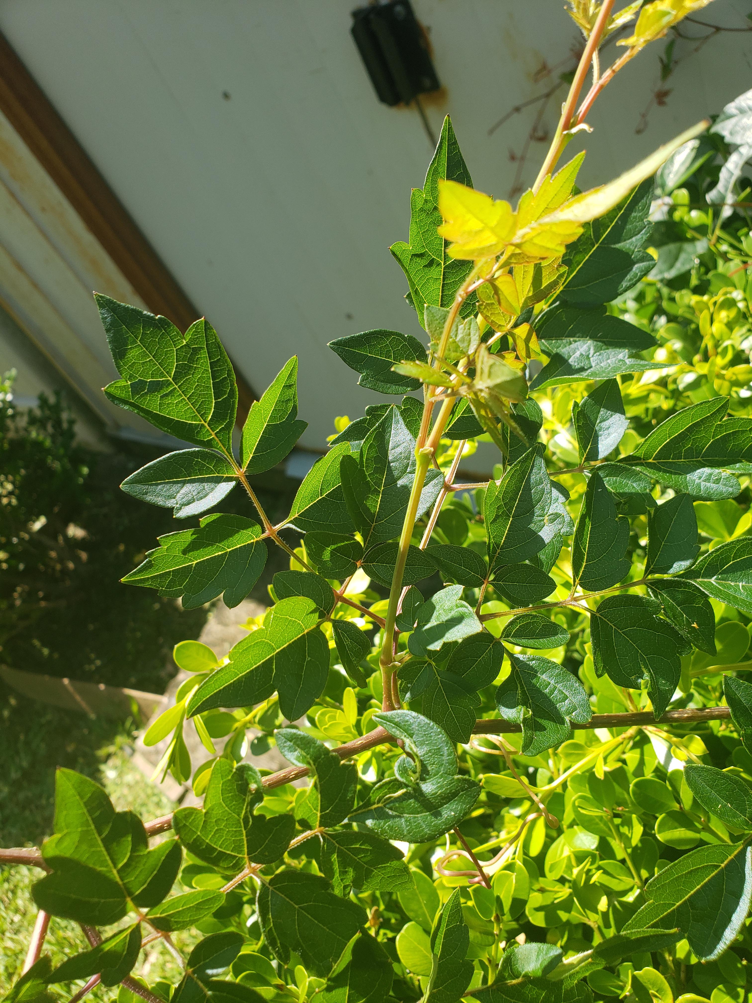 Ivy growing over hedges (Houston, TX) r/PlantIdentification